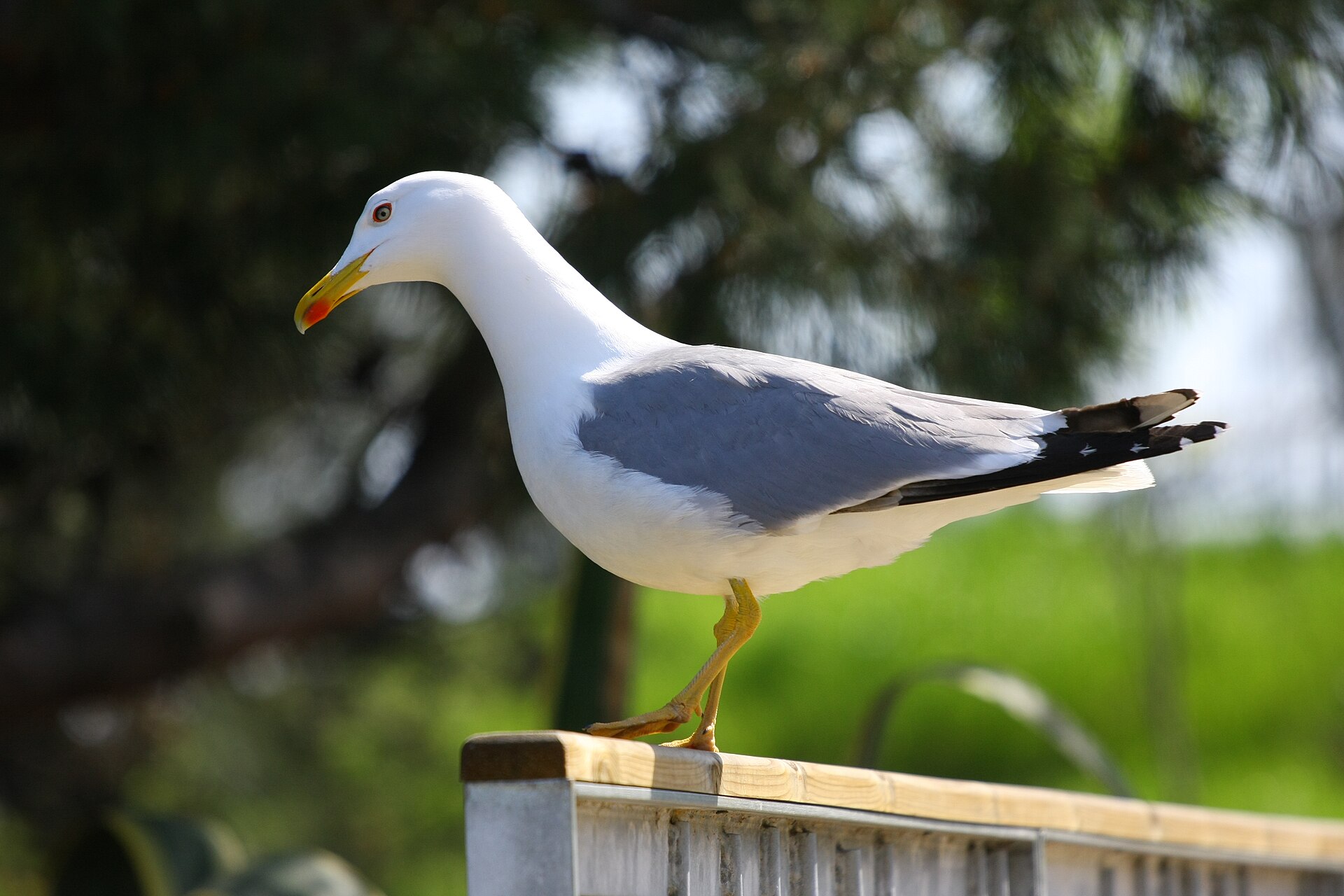 Yellow Sea Gull Yellow Sea Gull (Larus michahellis)