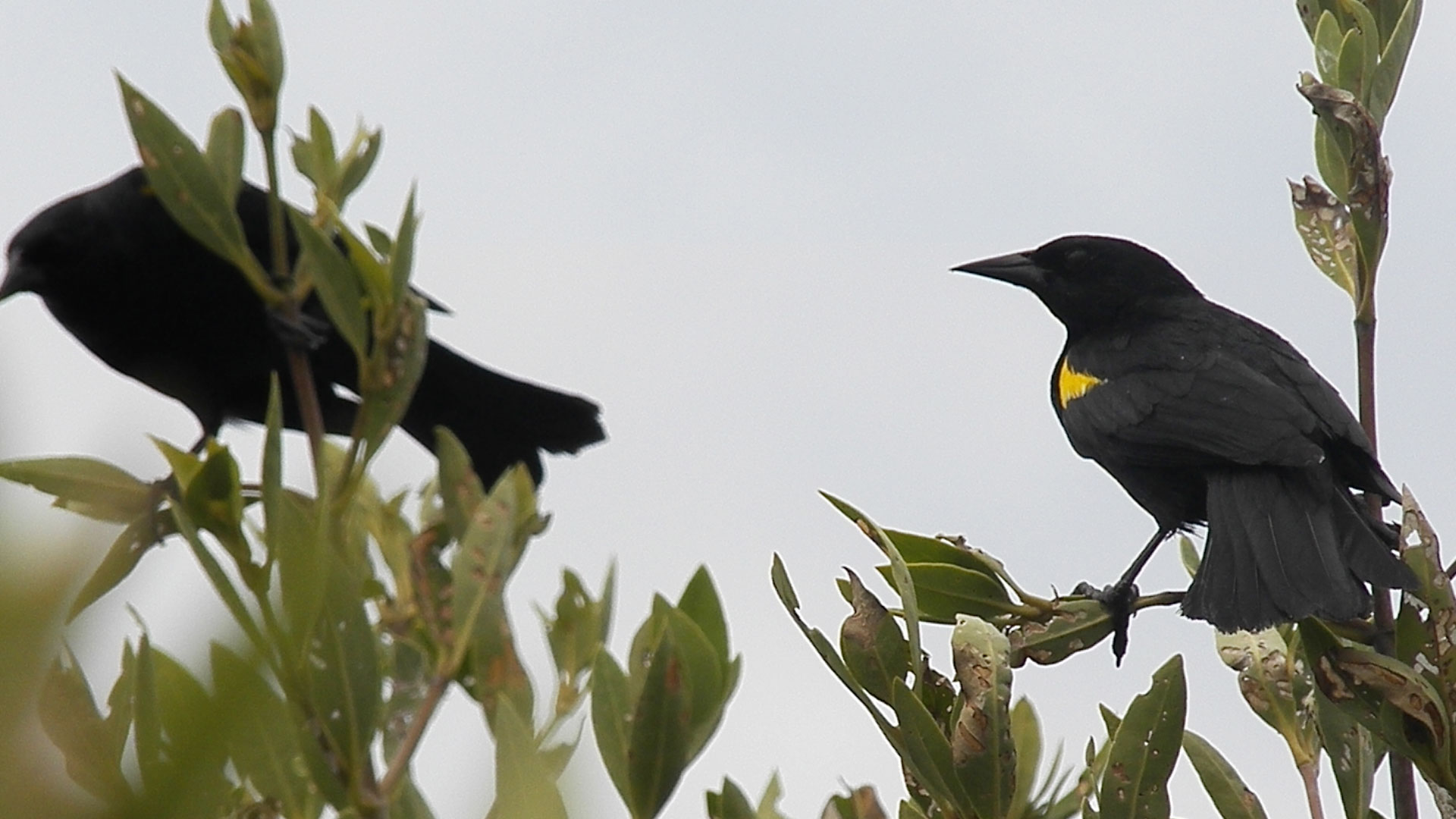 Yellow-shouldered Blackbird Yellow-shouldered Blackbird ()