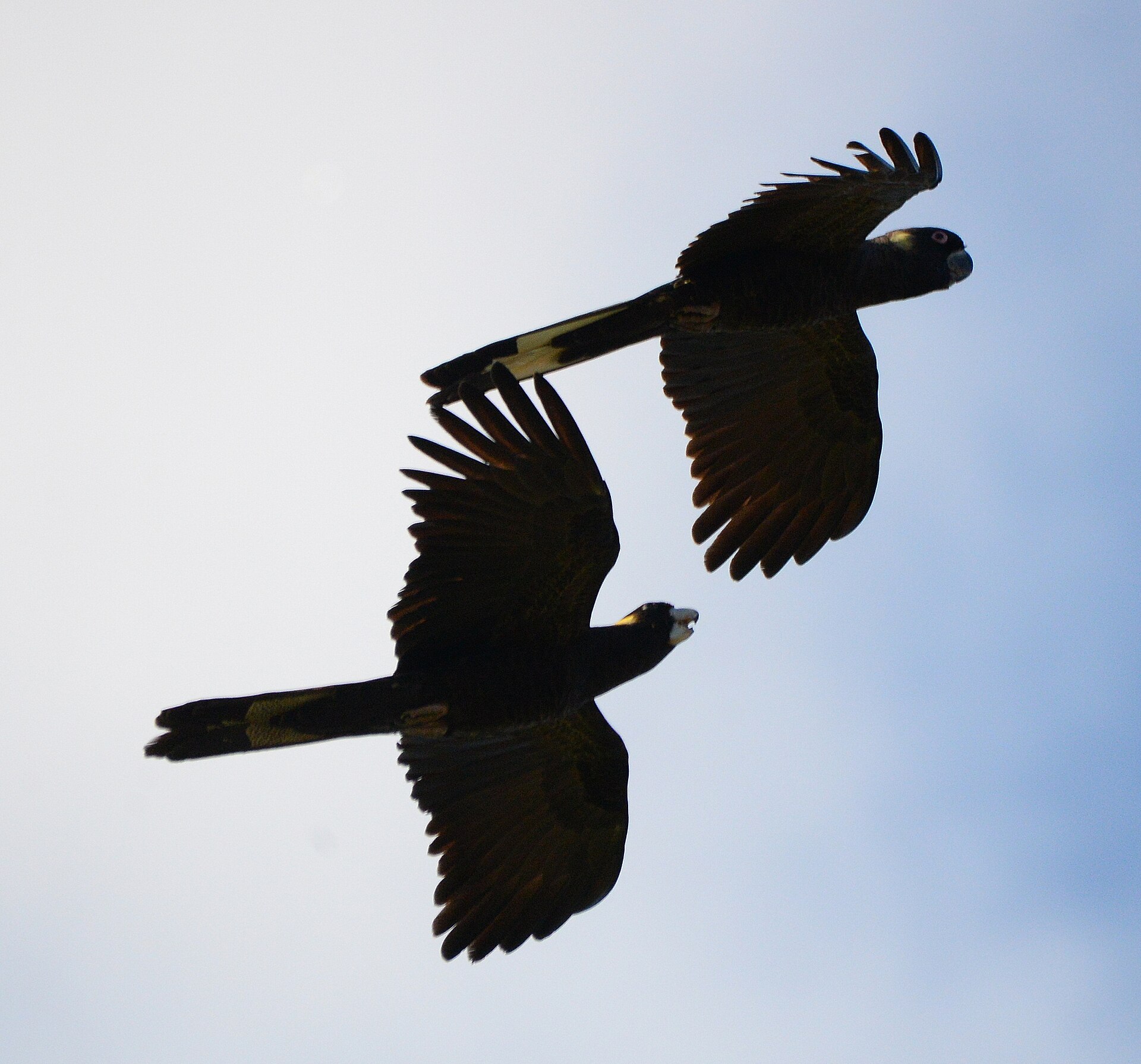 Yellow-tailed Black Cockatoo (Calyptorhynchus funereus)