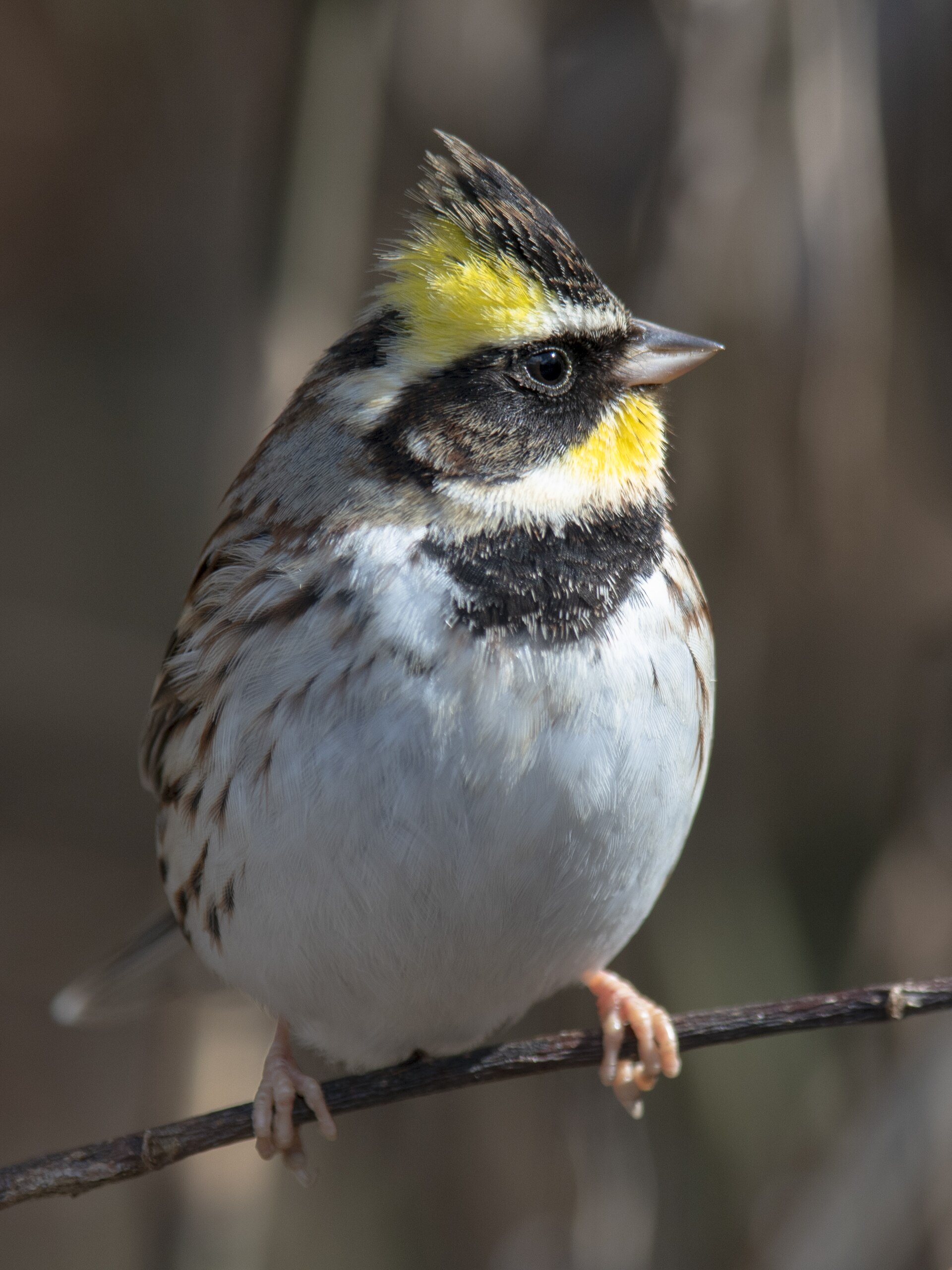 Yellow-throated Bunting Yellow-throated Bunting ()