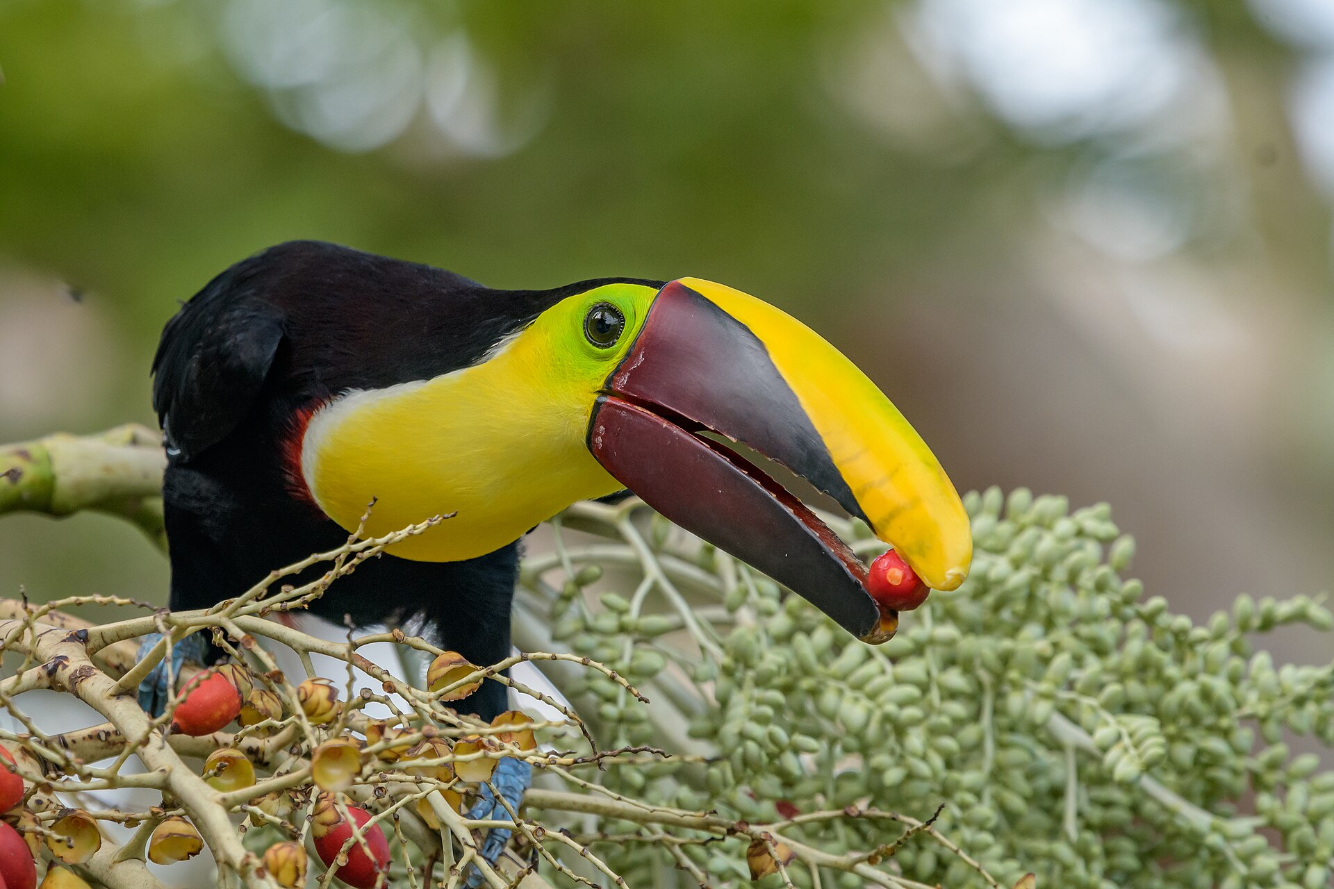 Yellow-throated Toucan Yellow-throated Toucan ()