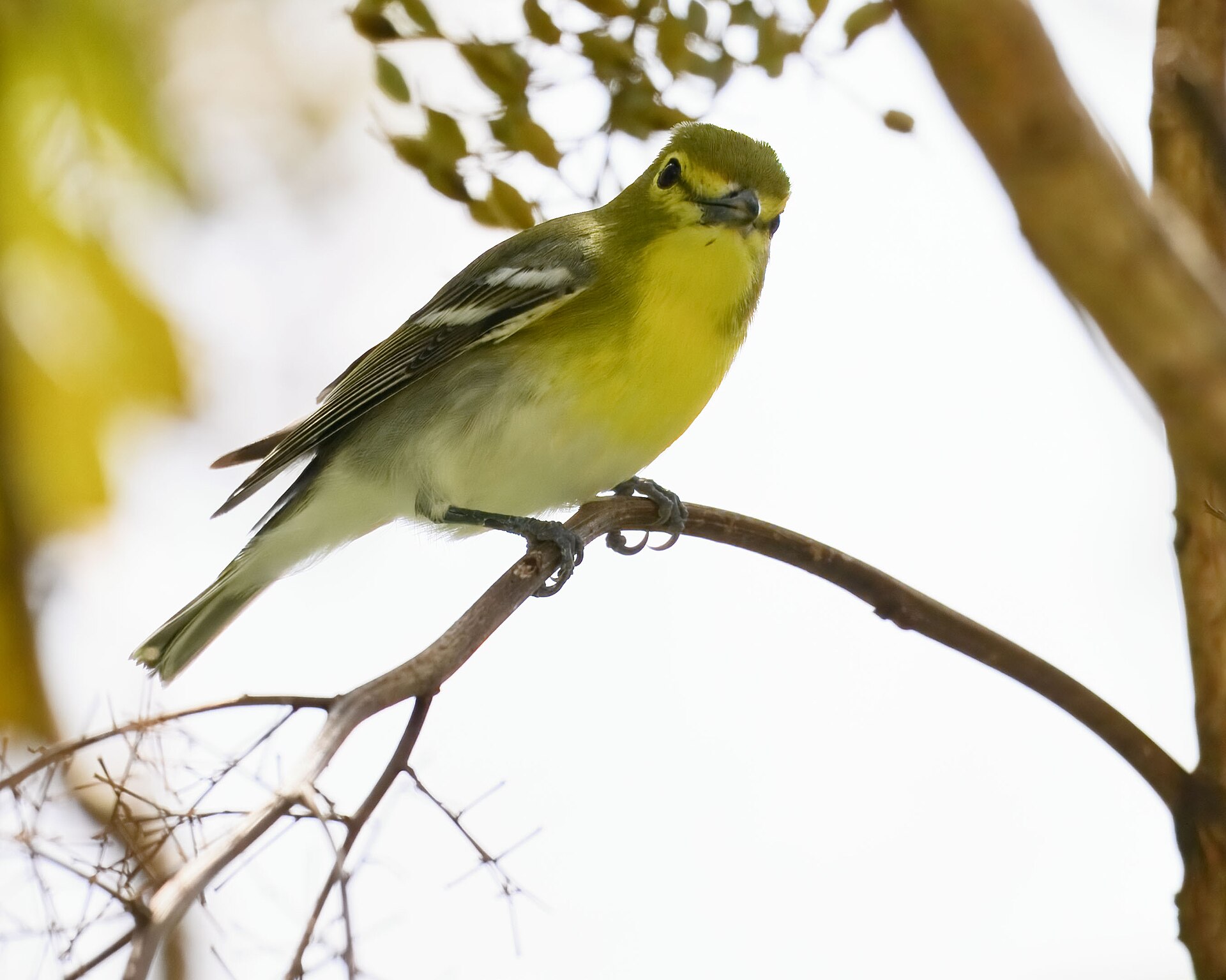 yellow throated vireo