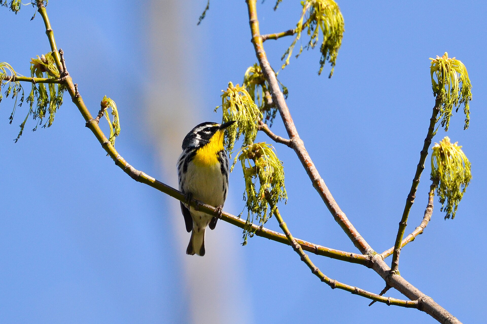 Yellow-throated Warbler Yellow-throated Warbler (Setophaga dominica)