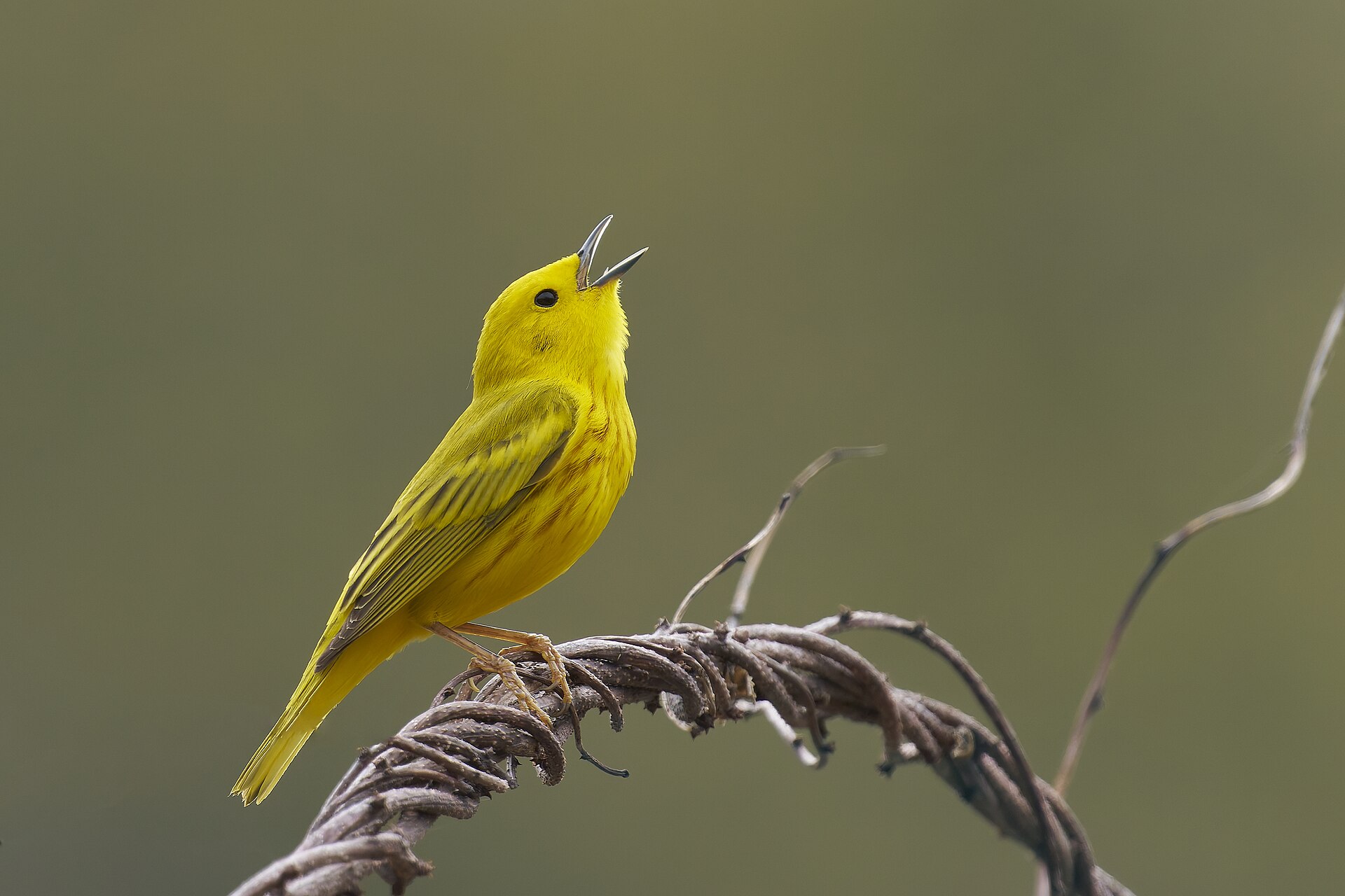 yellow warbler