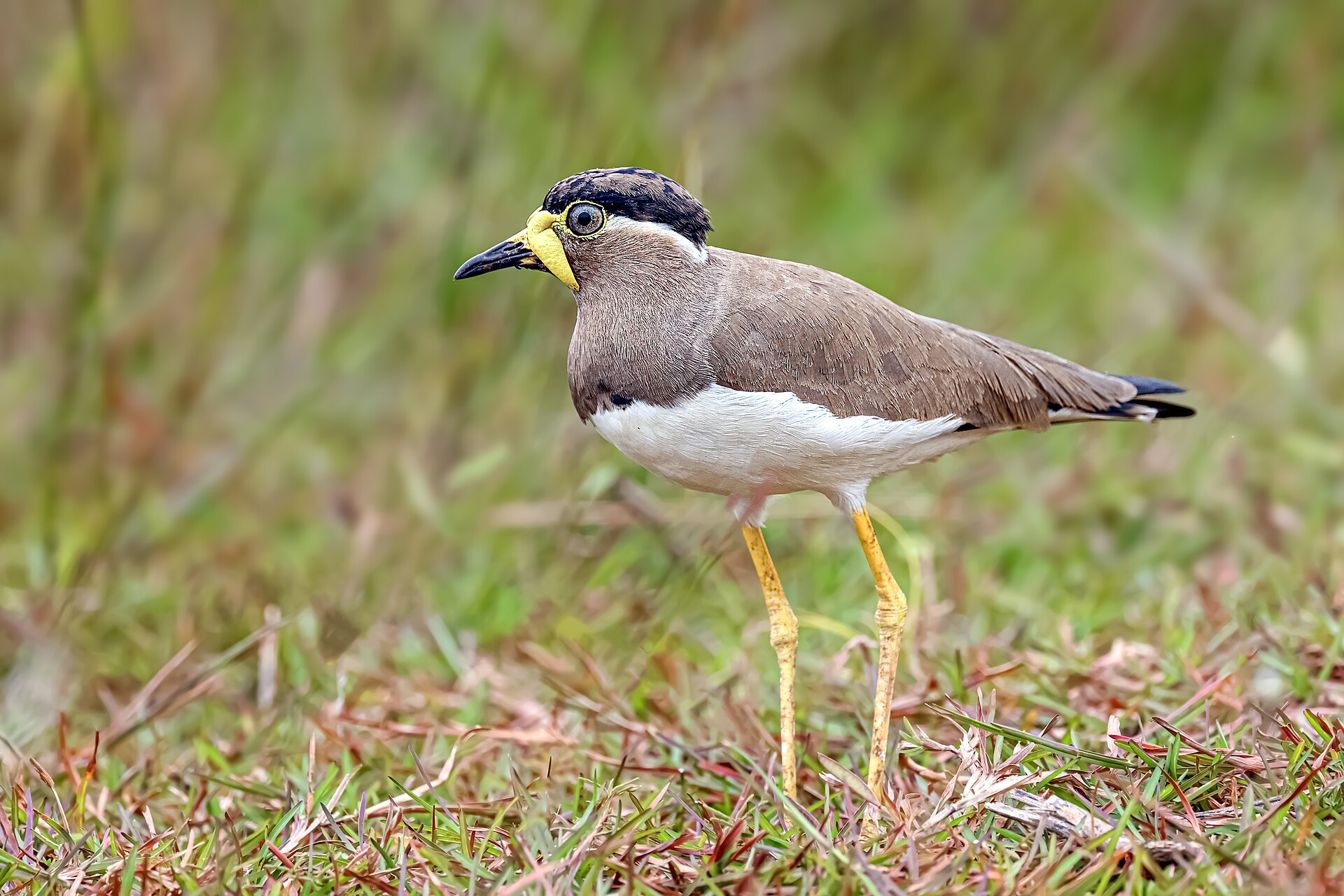 Yellow-wattled Lapwing (Vanellus malabaricus)