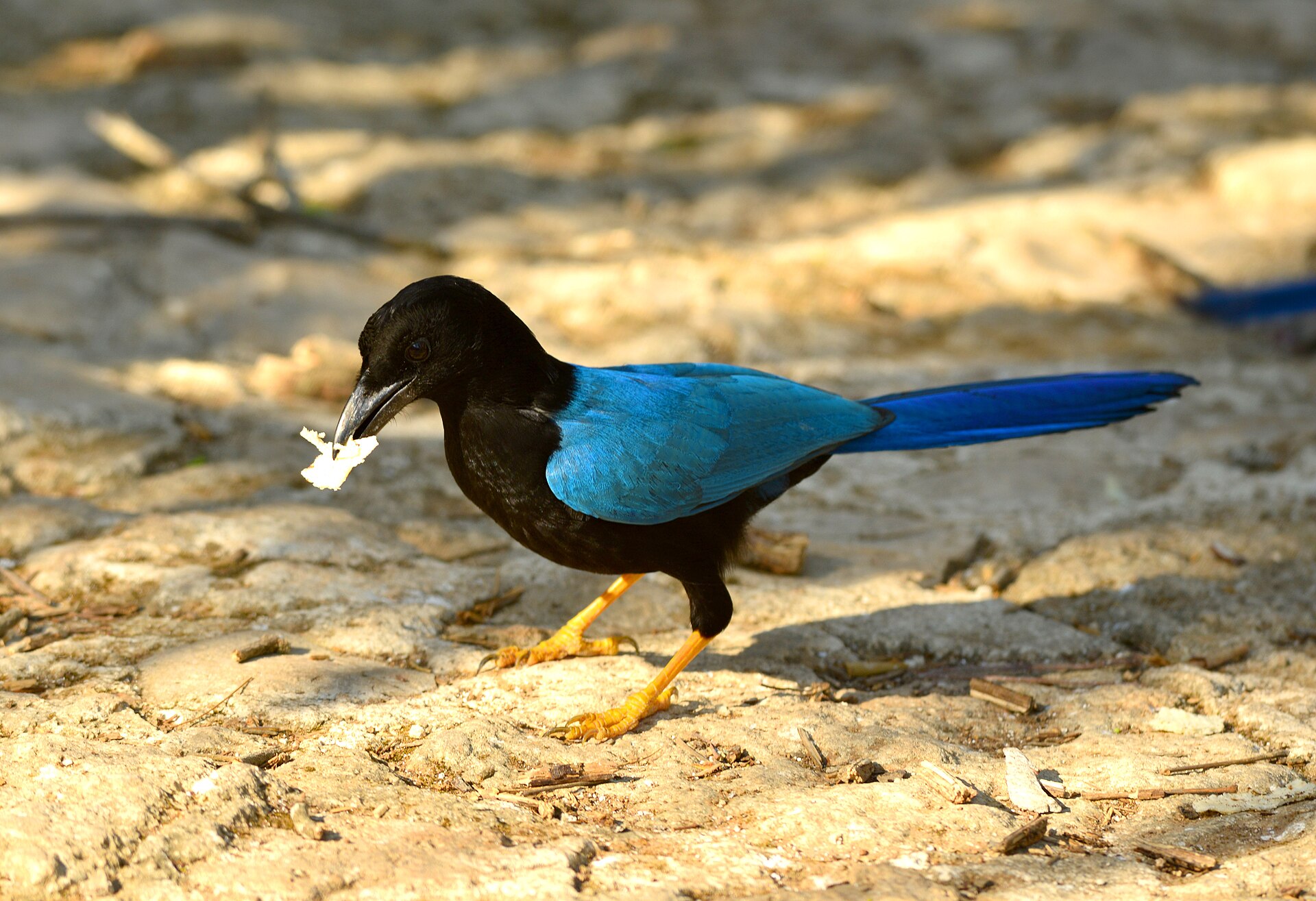Yucatan Jay Yucatan Jay ()