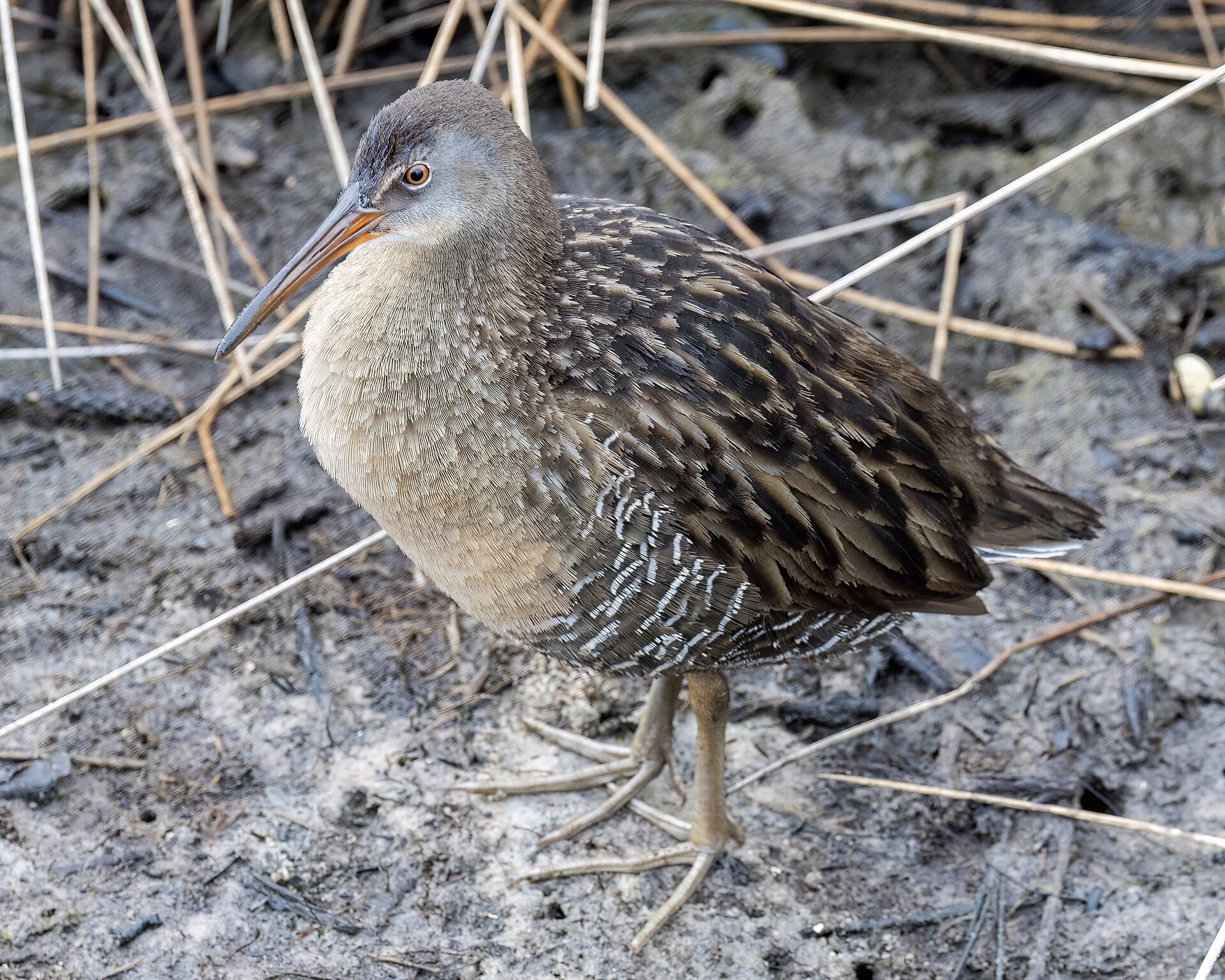 Yuma Clapper Rail (Rallus crepitans)