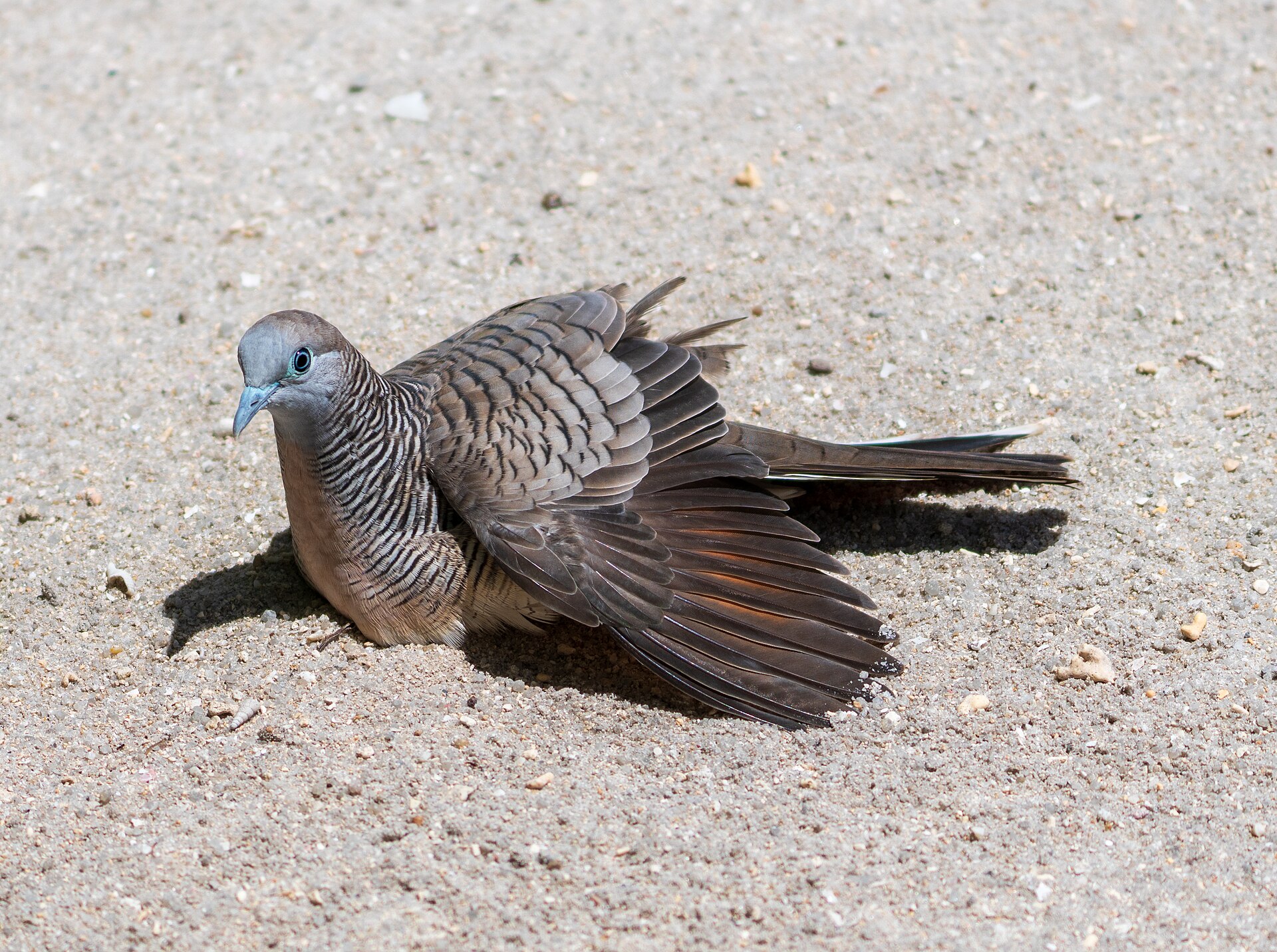 Zebra Dove Zebra Dove (Geopelia striata)