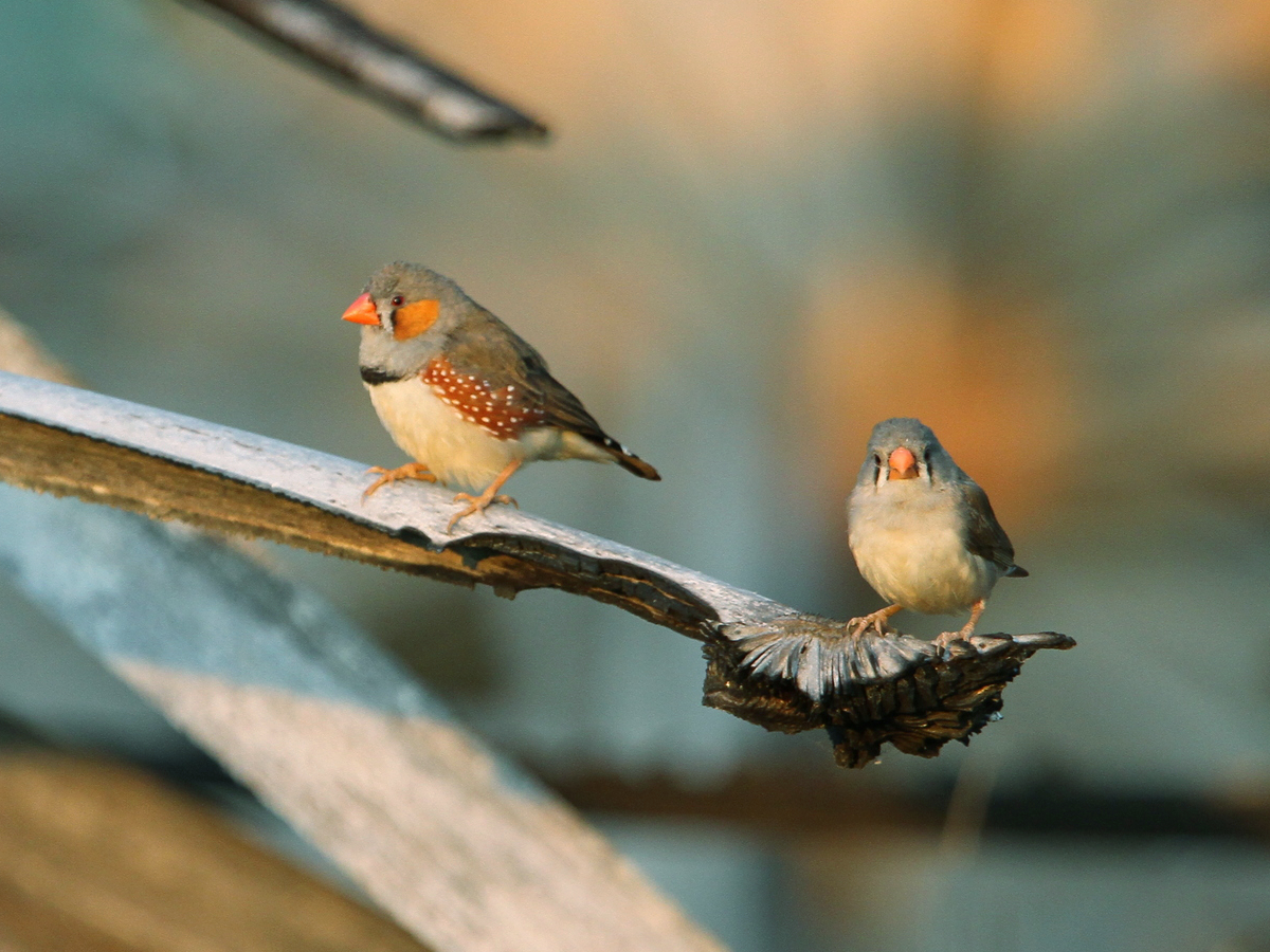 Zebra Finch Zebra Finch (Taeniopygia guttata)