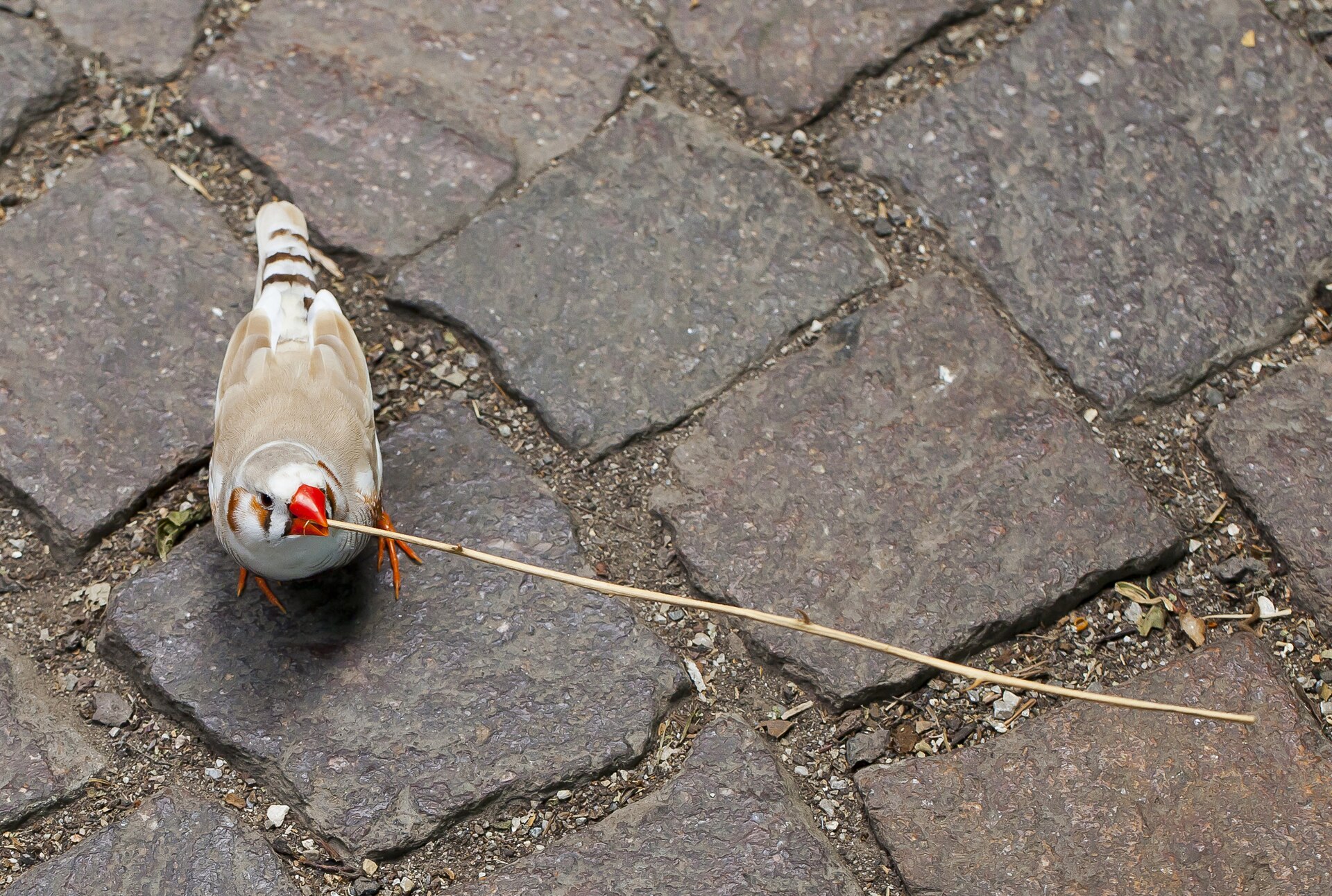 Zebra Finches Overview (Taeniopygia guttata)