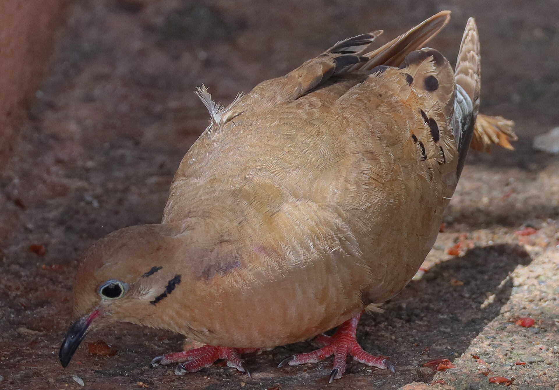 Zenaida Dove Zenaida Dove (Zenaida auriculata)