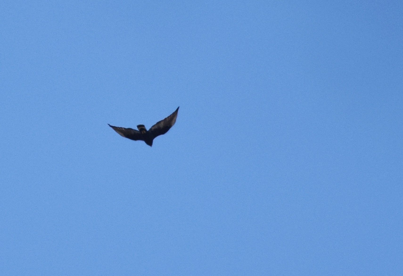 Zone-tailed Hawk ()