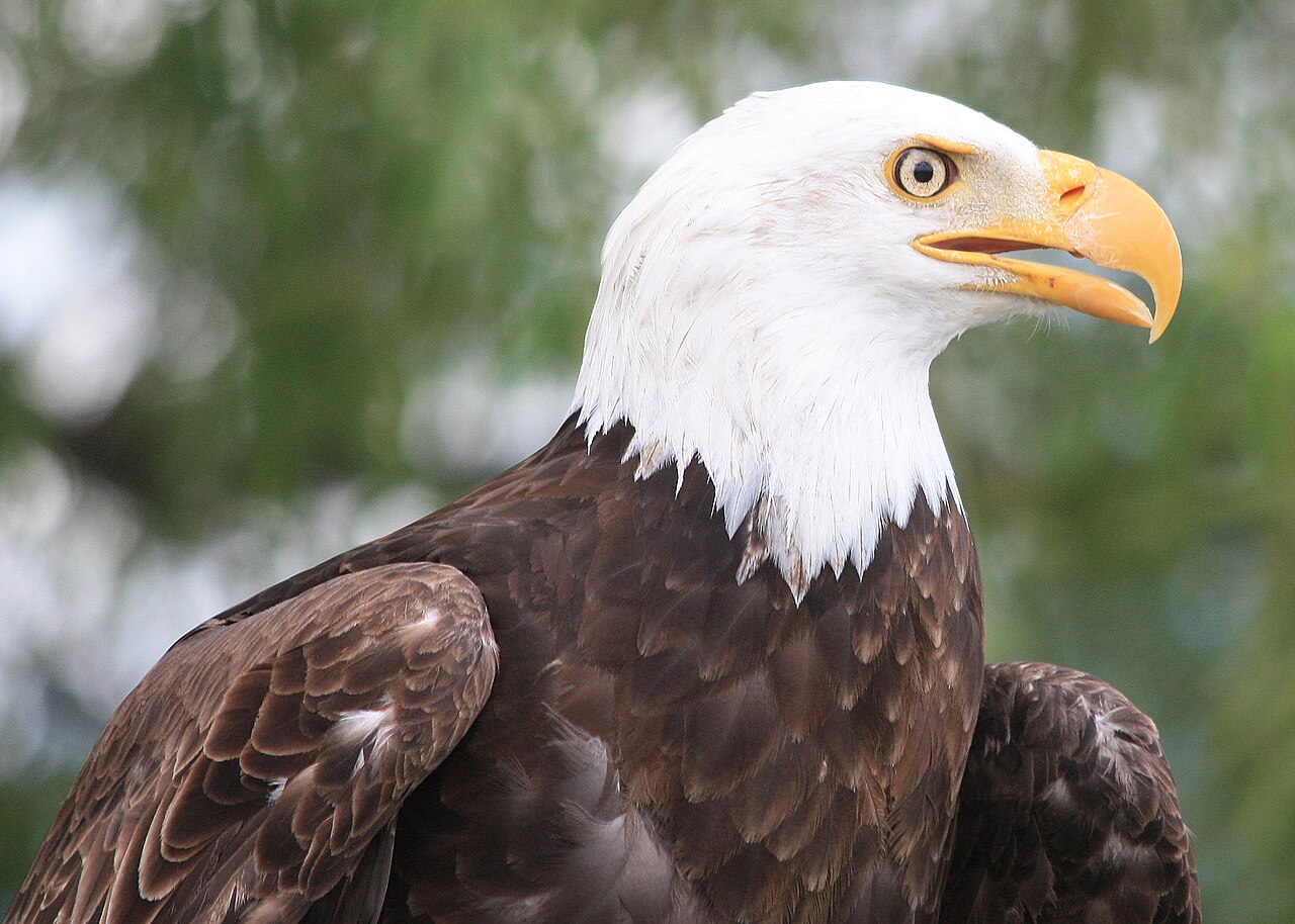 Adult bald eagle with white head and yellow bill perched in a tree