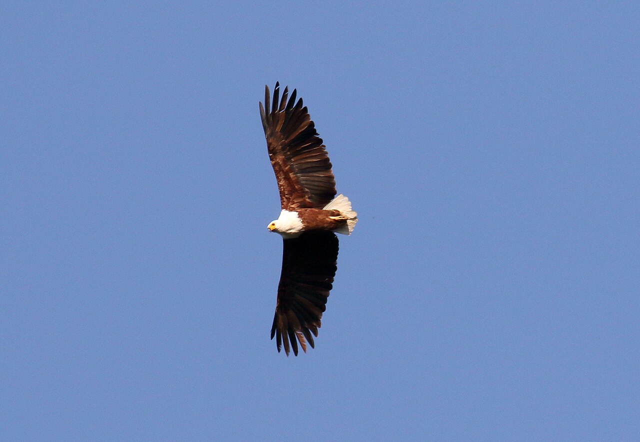 African fish eagle soaring on broad wings