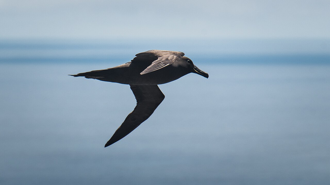 Albatross