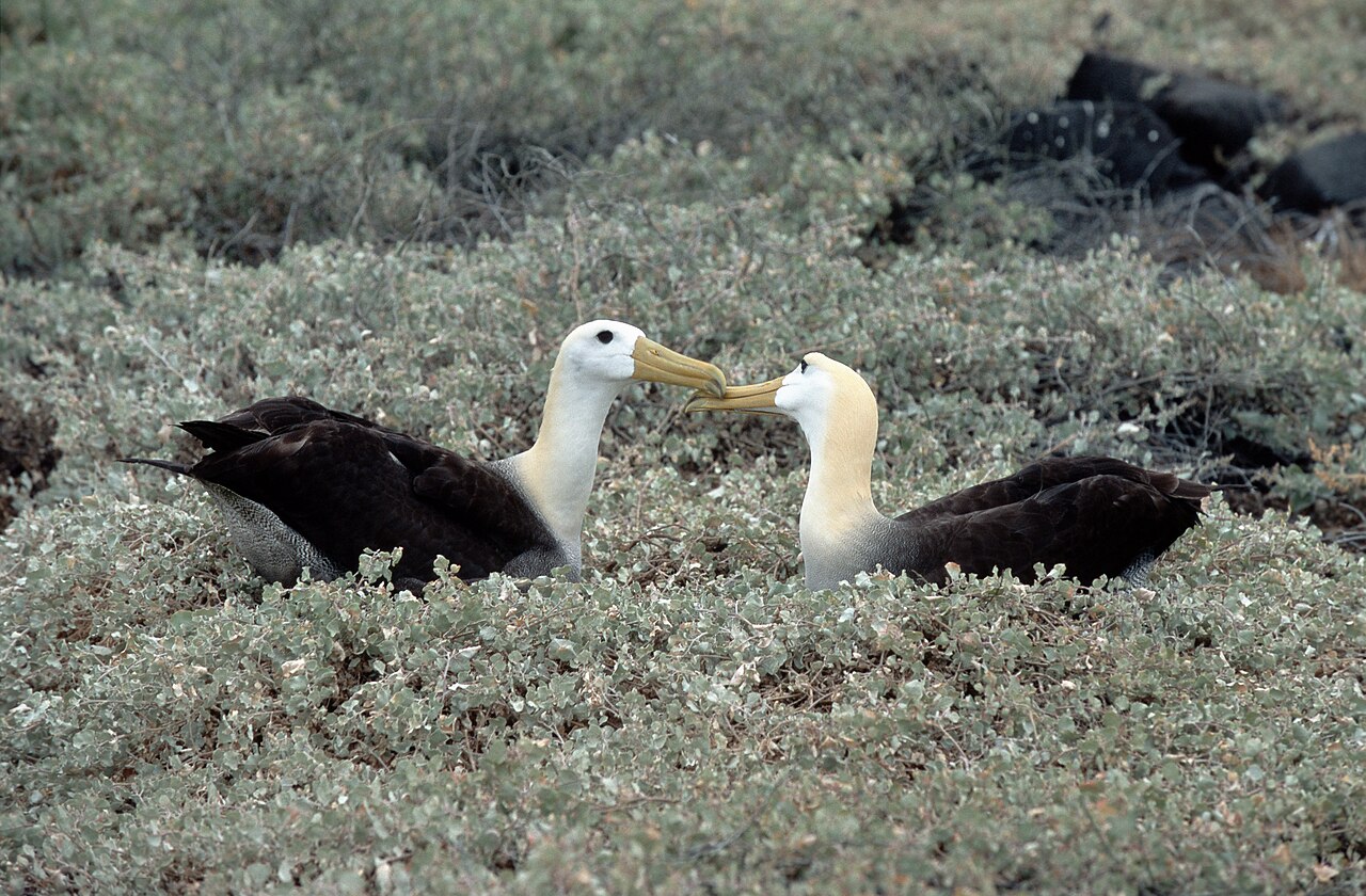 Top 15 Types Of Marine Birds (With Pictures) 1 Albatrosses