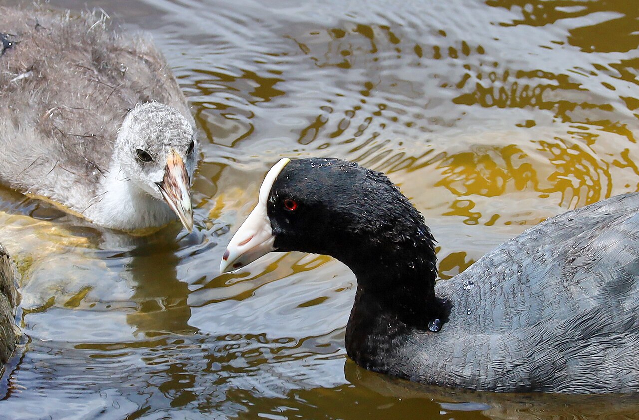 Top 15 Types Of Birds Near Water (With Pictures) 4 American Coot