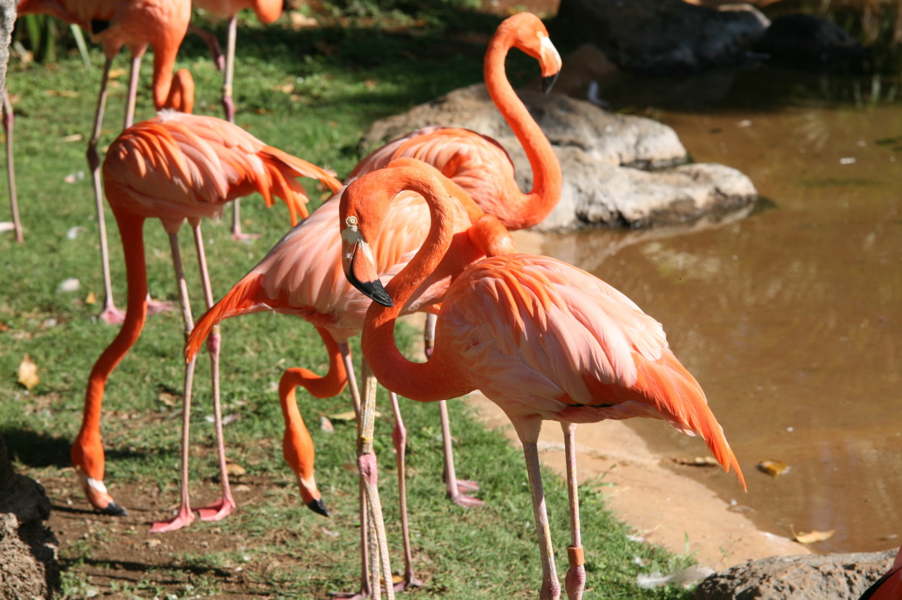 American flamingos standing in shallow water