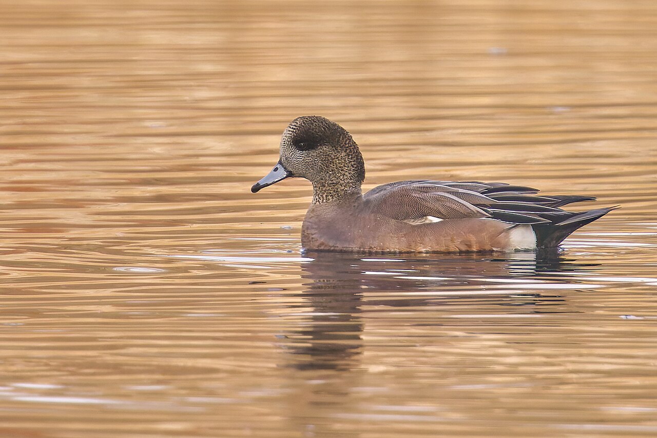 Top 15 Types Of Birds Near Water (With Pictures) 9 American Wigeon