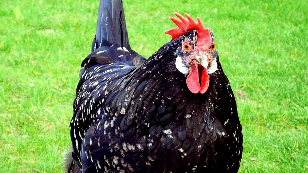 Top 15 Types Of Fowl Birds (With Pictures) 14 Ancona