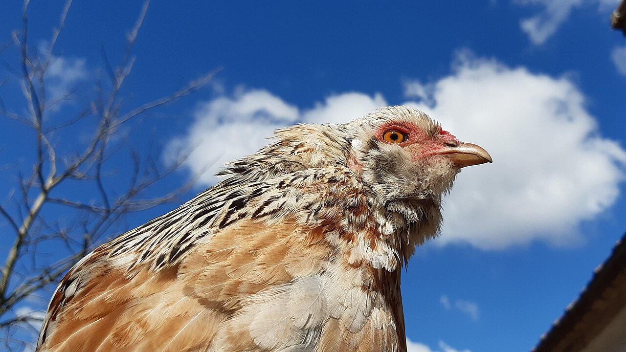 Top 15 Types Of Fowl Birds (With Pictures) 1 Araucana