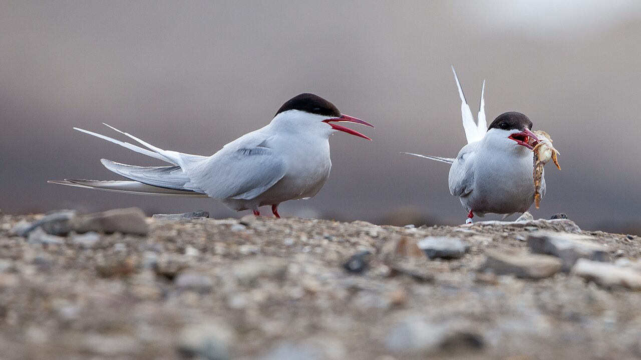 Arctic Terns