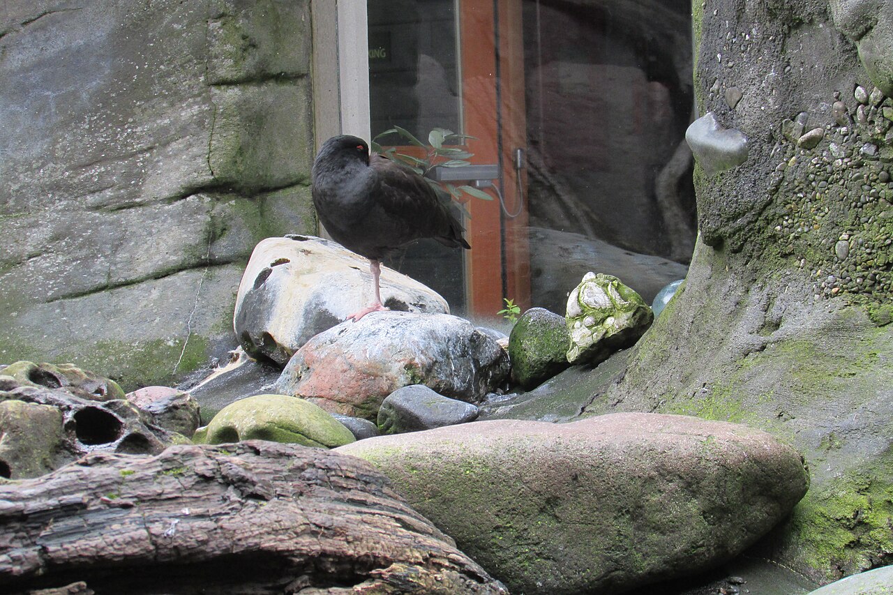 Top 15 Types Of Marine Birds (With Pictures) 13 Auklets