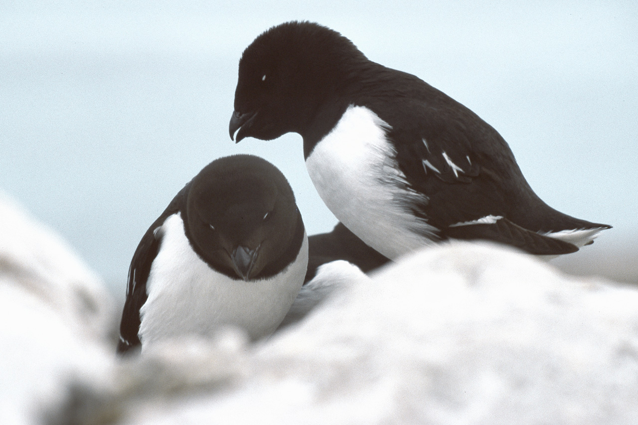 Auks
