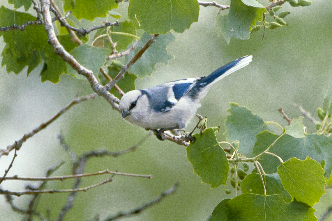 Azure Tit