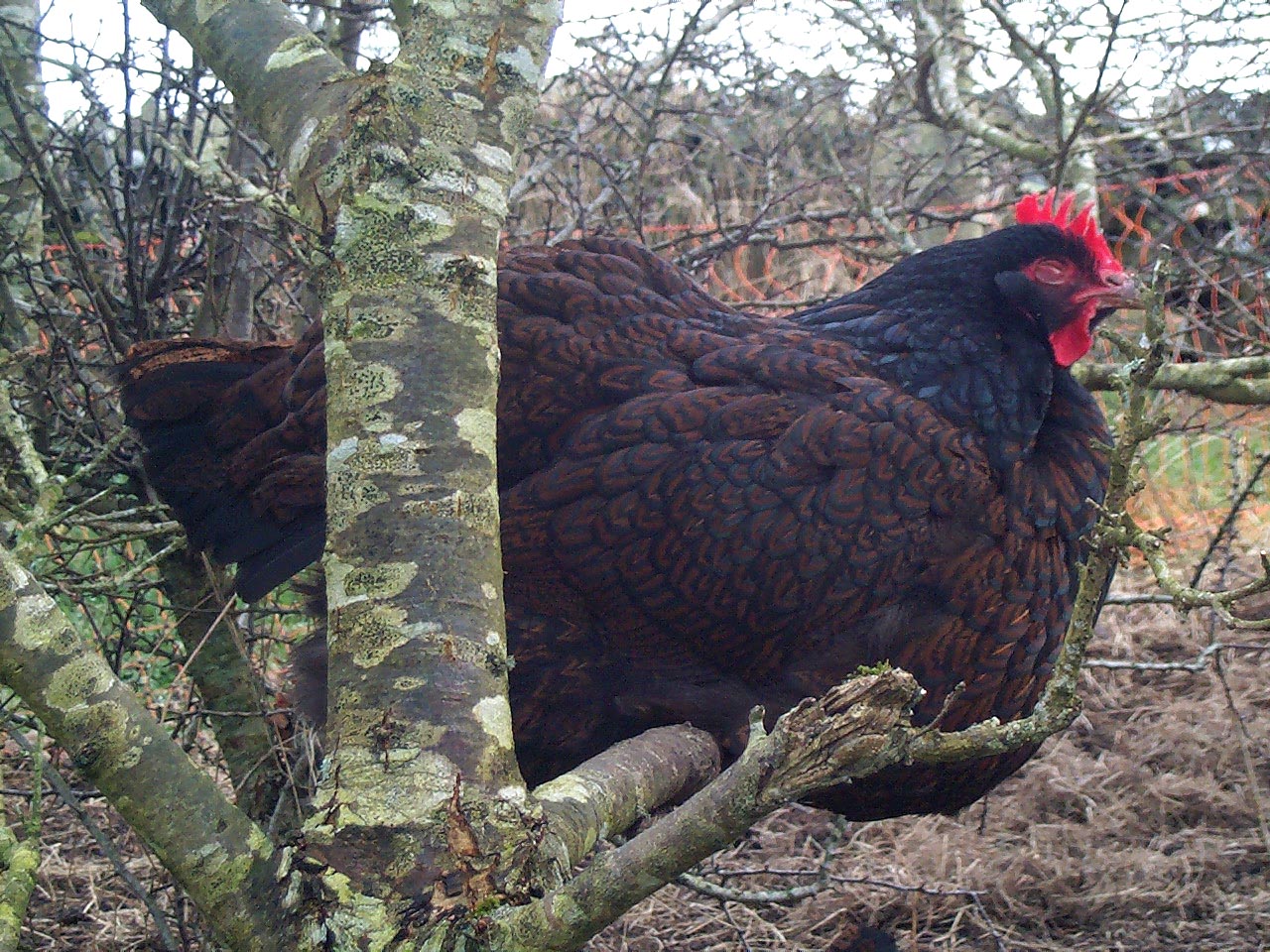 Top 15 Types Of Fowl Birds (With Pictures) 2 Barnevelder