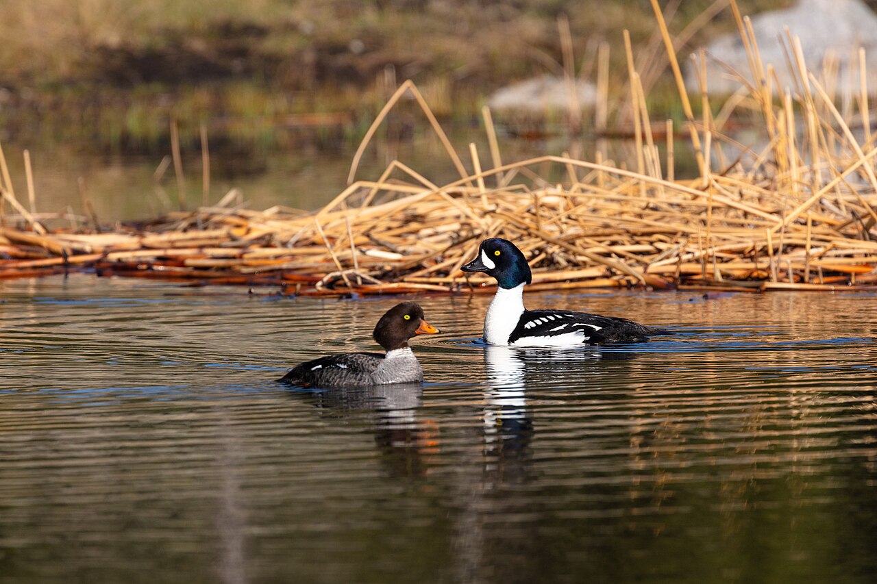 Top 15 Types Of Birds In Edmonton (With Pictures) 2 Pair of Barrow's goldeneyes on a marsh pond
