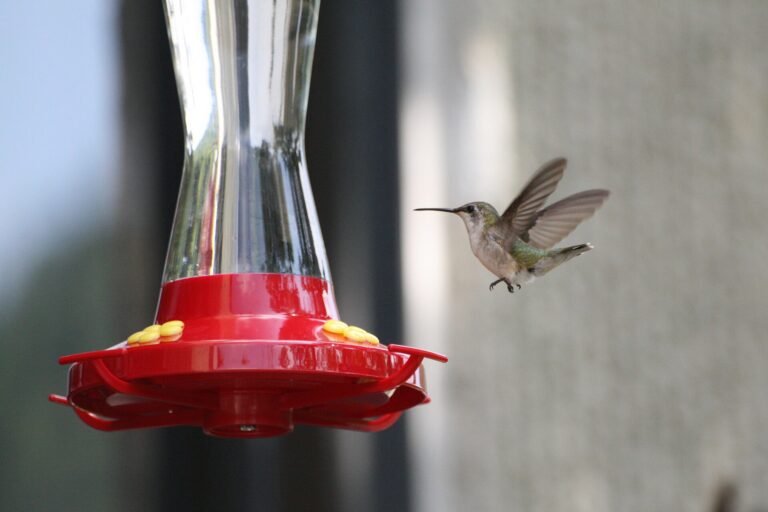 Ruby-throated hummingbird at a feeder