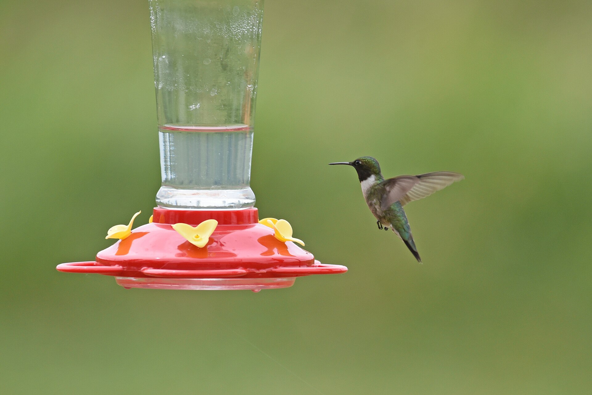 U.S. Fish and Wildlife Service - Midwest Region photo