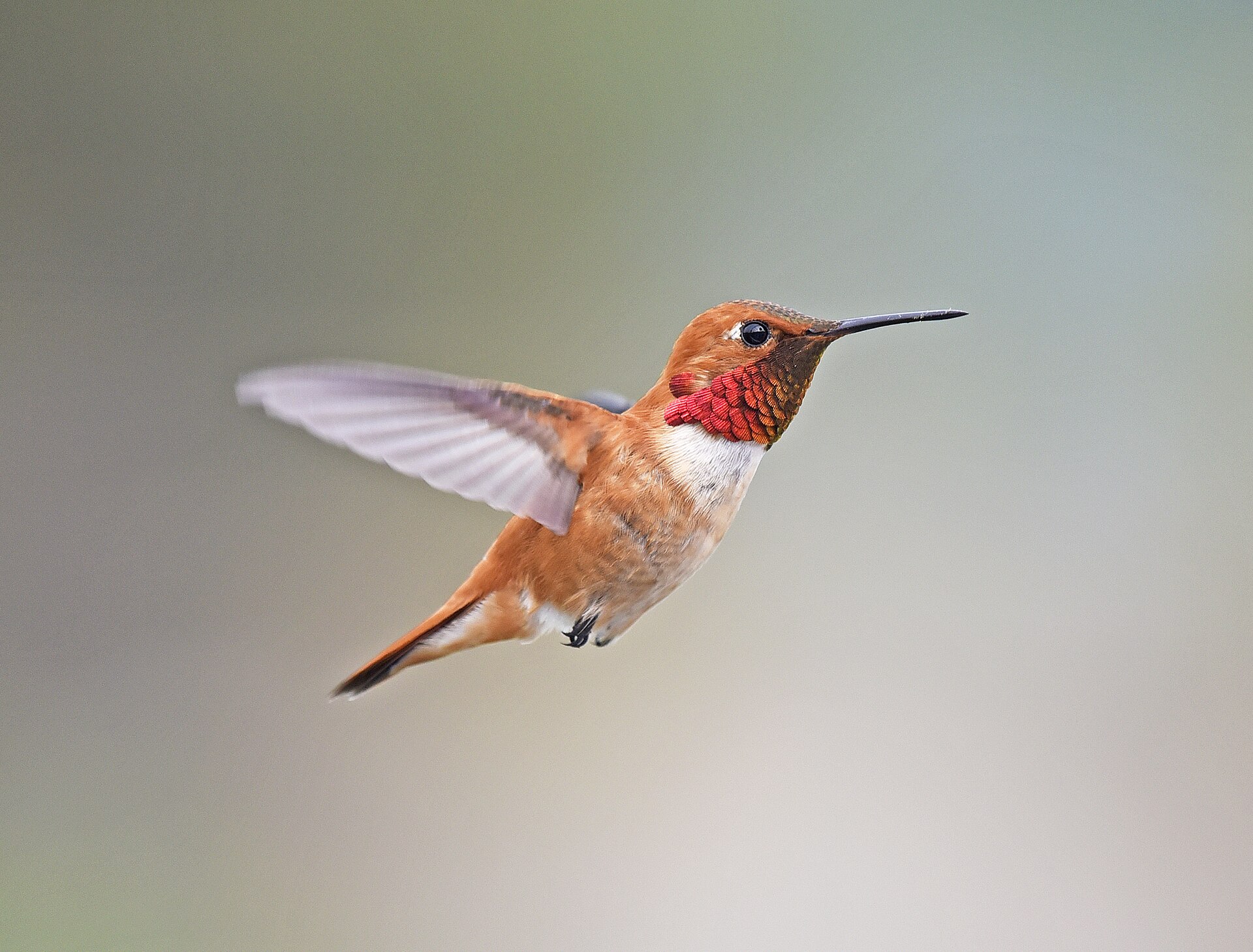 VJAnderson photo