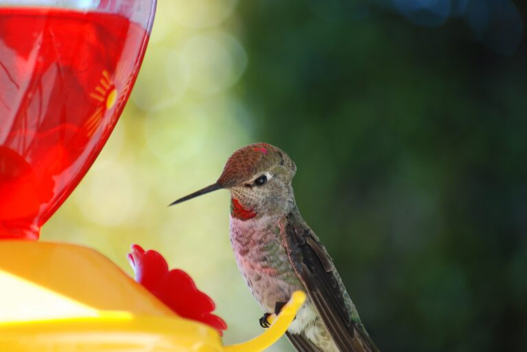 Hummingbird feeding at a red sugar-water feeder
