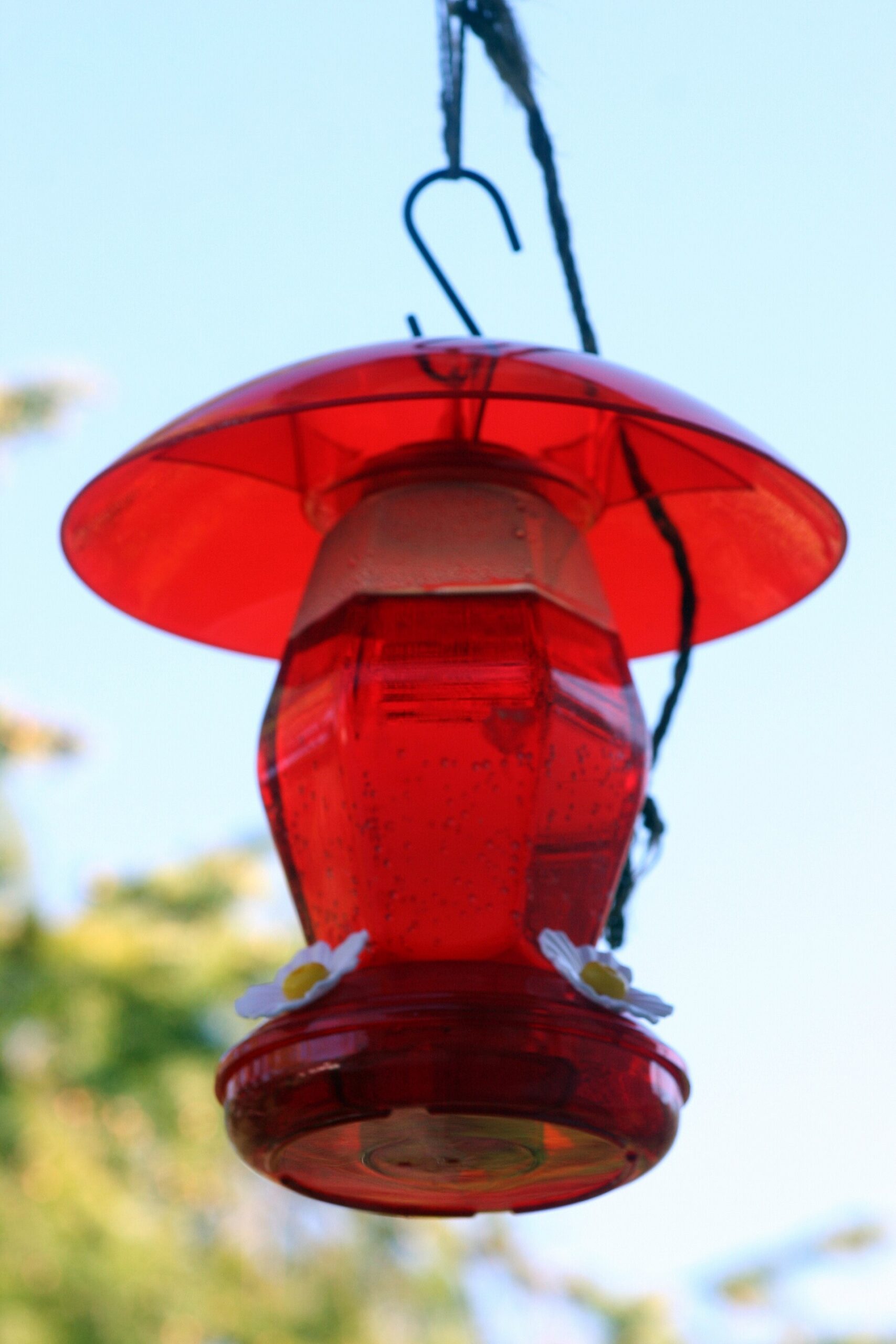 Hummingbird Nectar Ratio: The Exact Sugar-to-Water Formula (Hot Weather Adjusted) 2 Robert Taylor from Stirling, ON, Canada photo