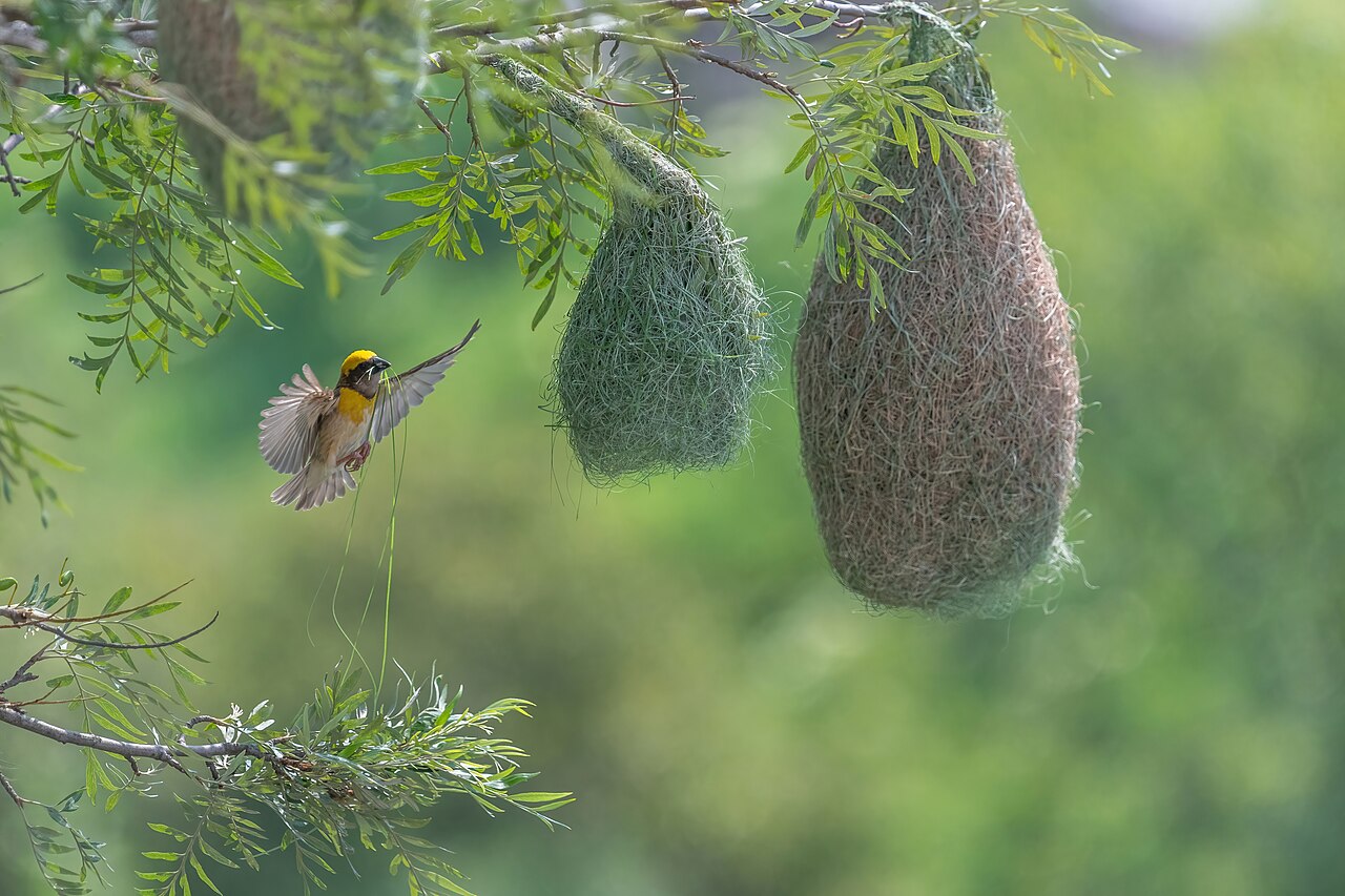Baya weaver beside its hanging retort nest