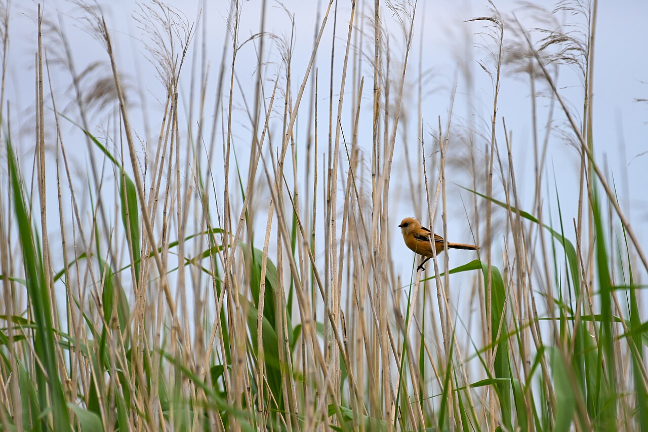 Bearded Tit