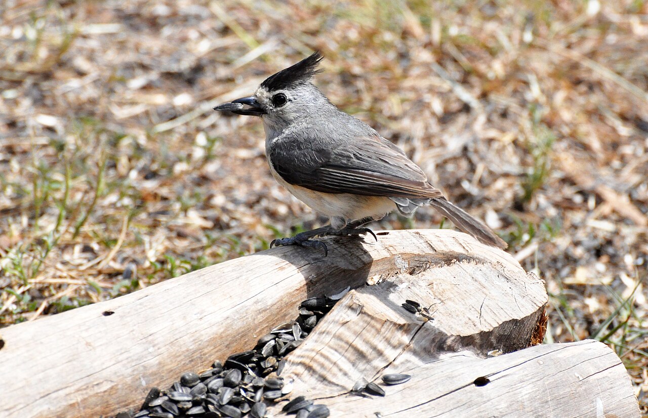 Black-crested Titmouse