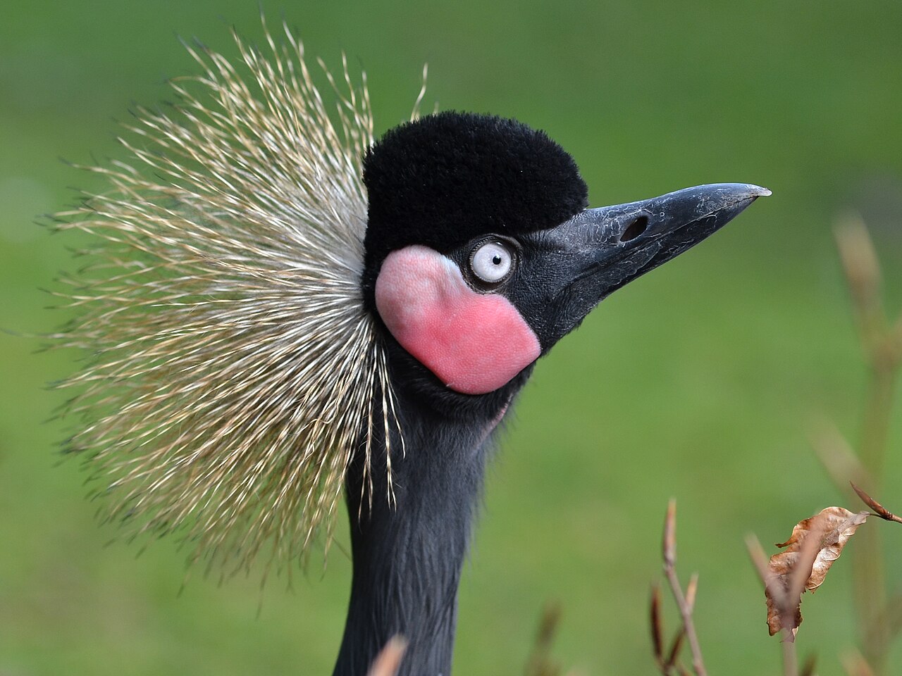 Black Crowned Crane