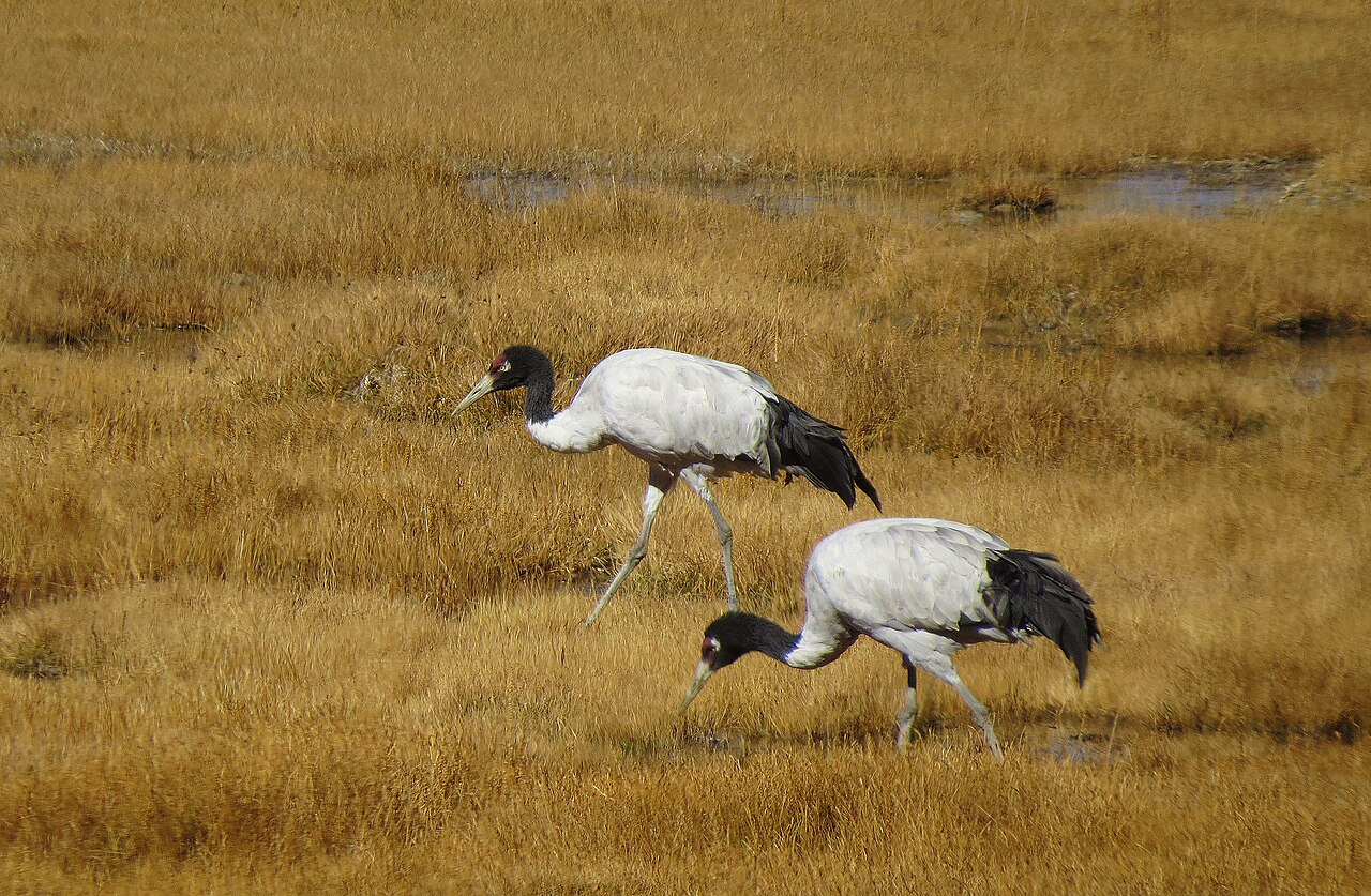 Black-Necked Crane