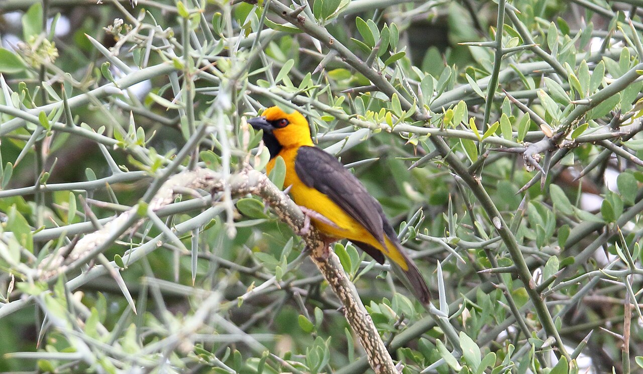 Black-necked weaver perched on a twig