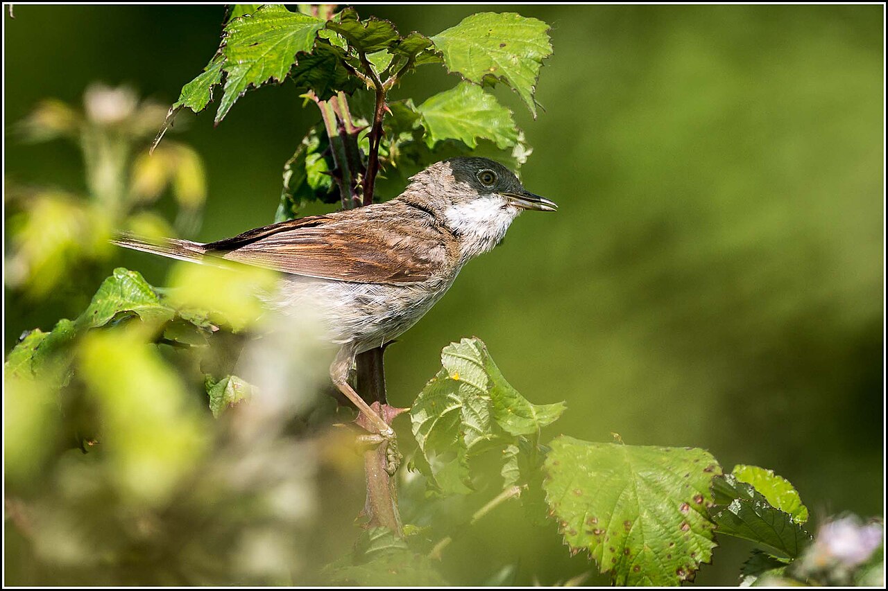 Top 15 Types Of Singing Birds (With Pictures) 3 Blackcap perched in leafy cover