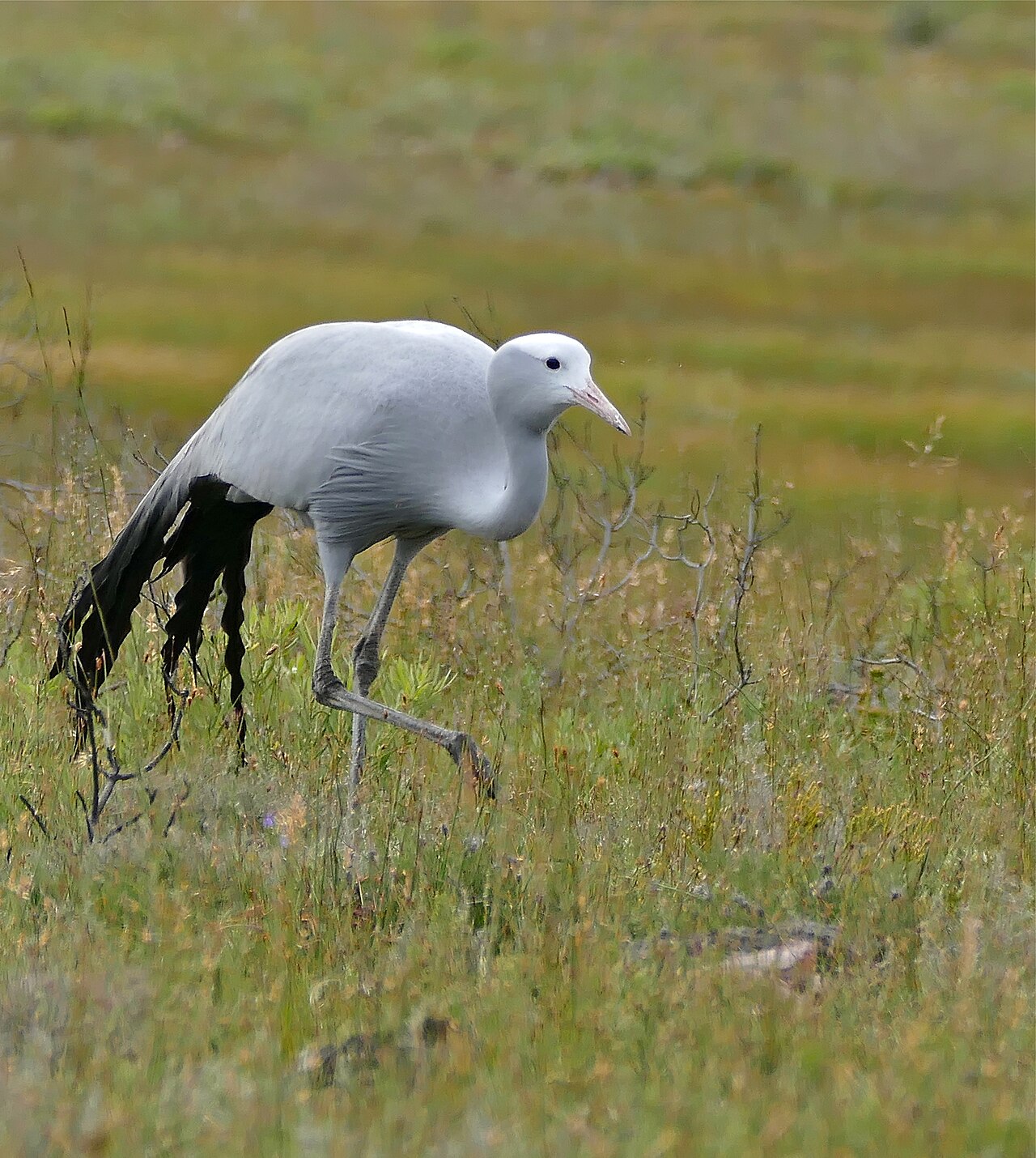 Blue Crane