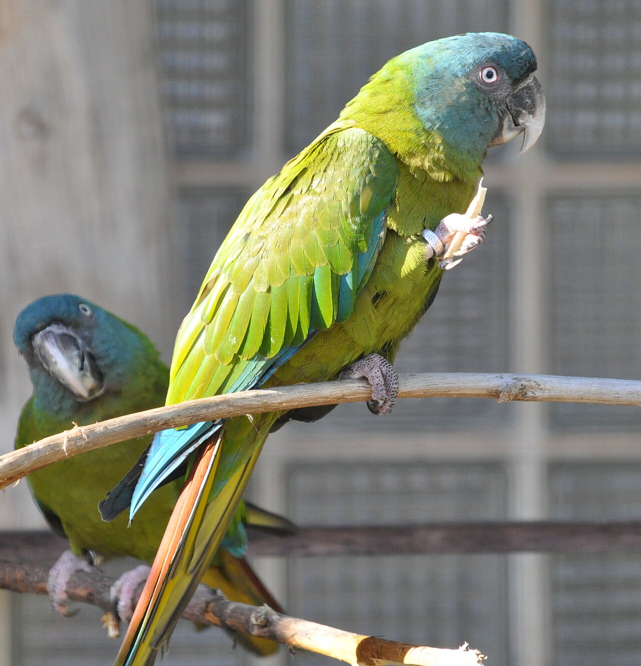 Blue-Headed Macaw