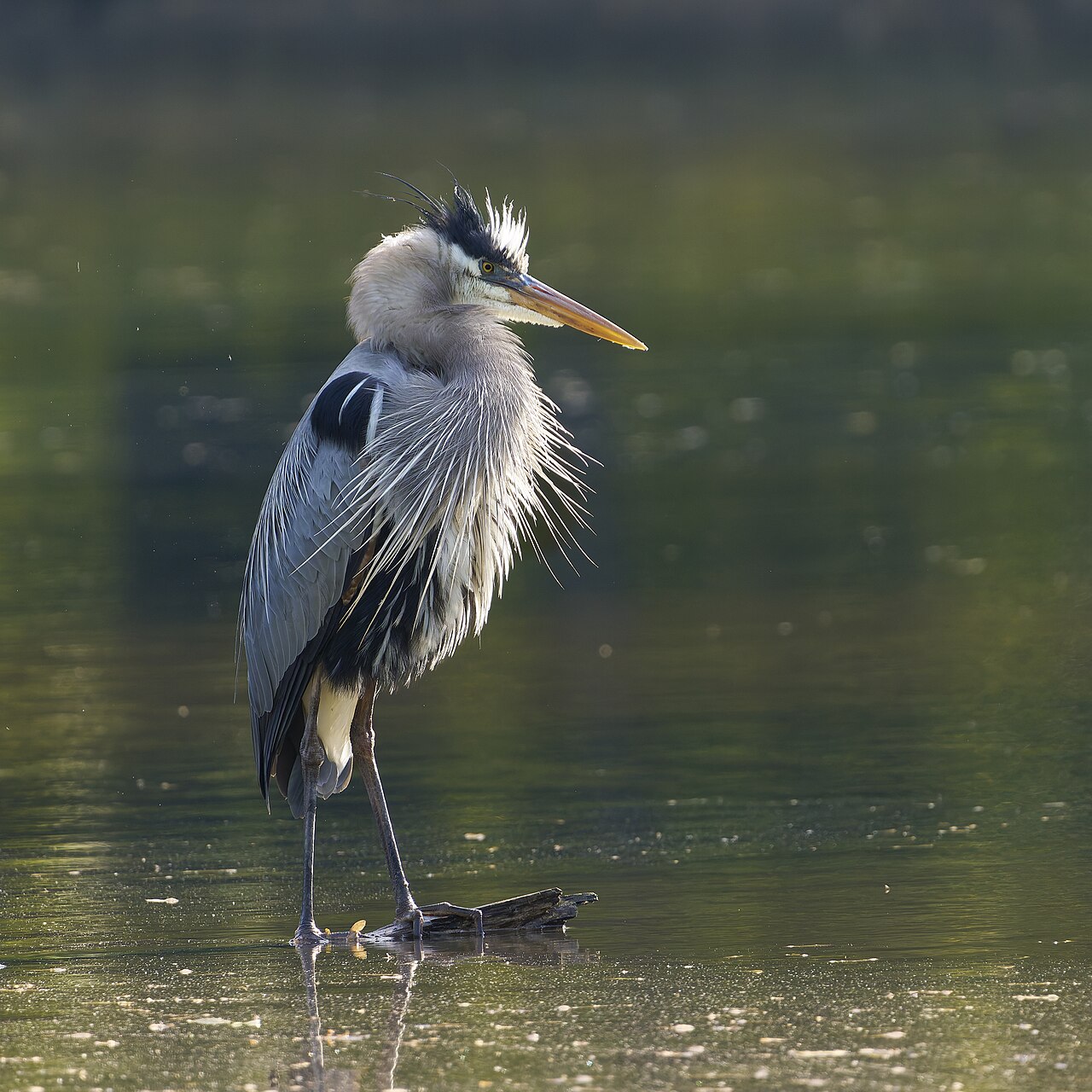 Blue Heron