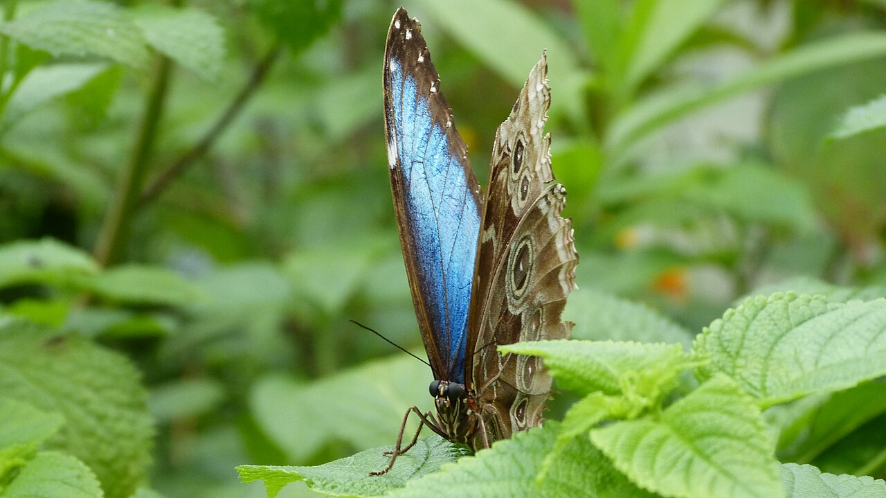 Blue Morpho Butterfly