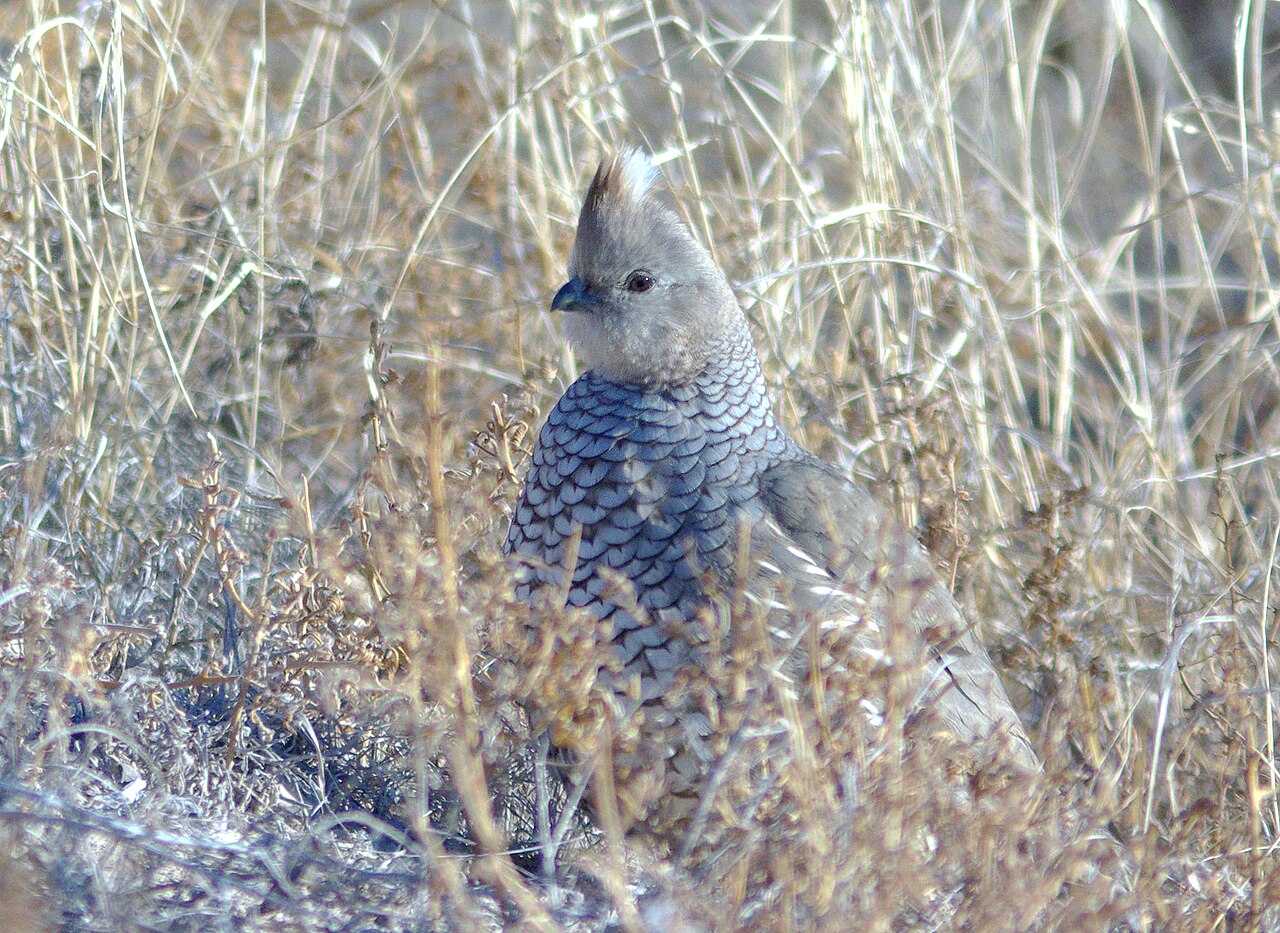 Blue Scale Quail
