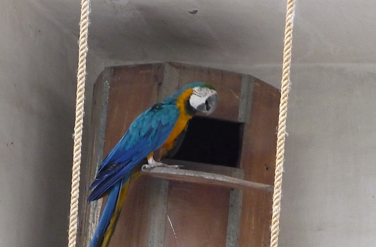 Blue-Winged Macaw