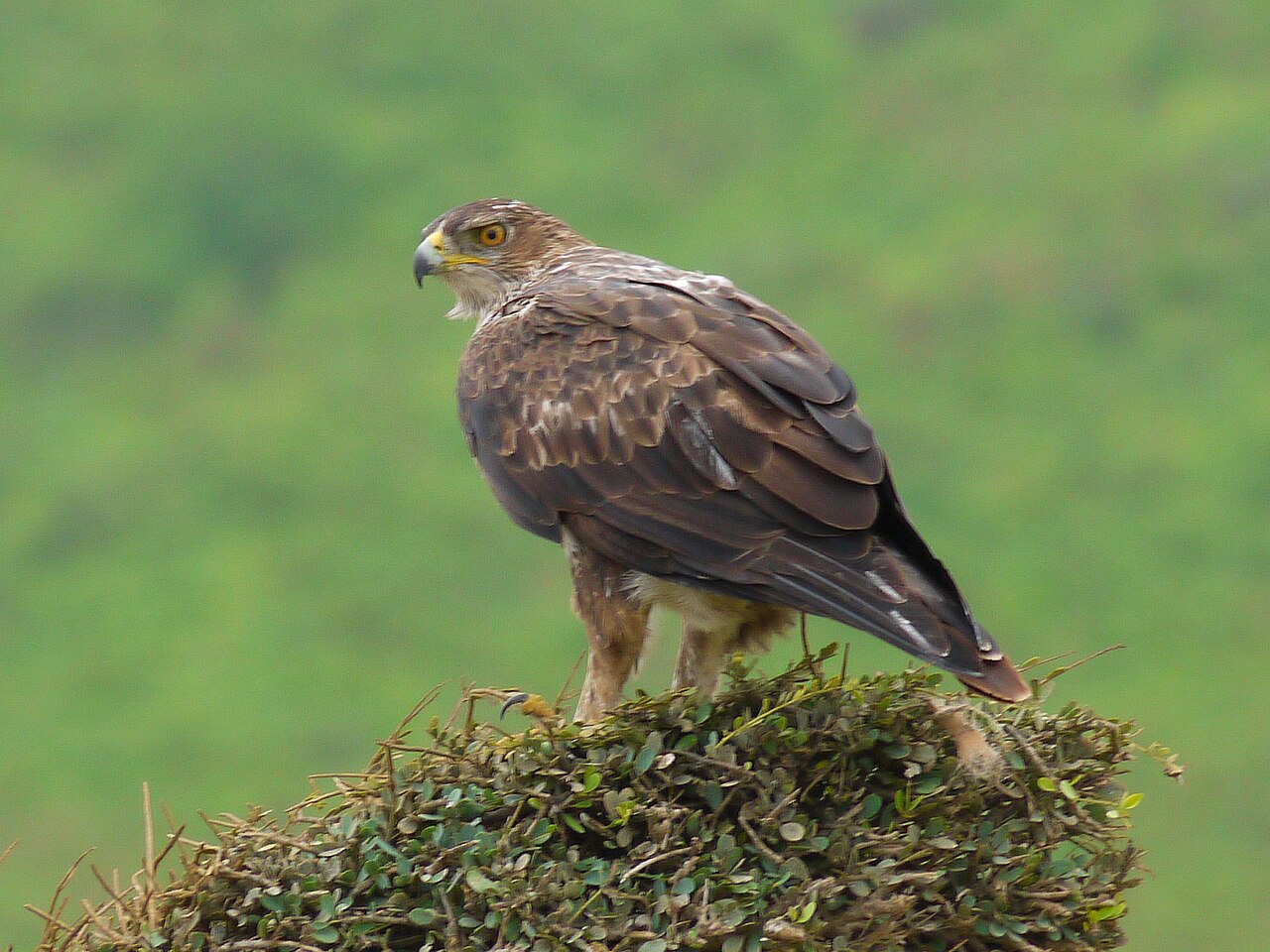 Top 15 Types Of Eagles (With Pictures) 4 Bonelli's eagle standing at its nest ledge